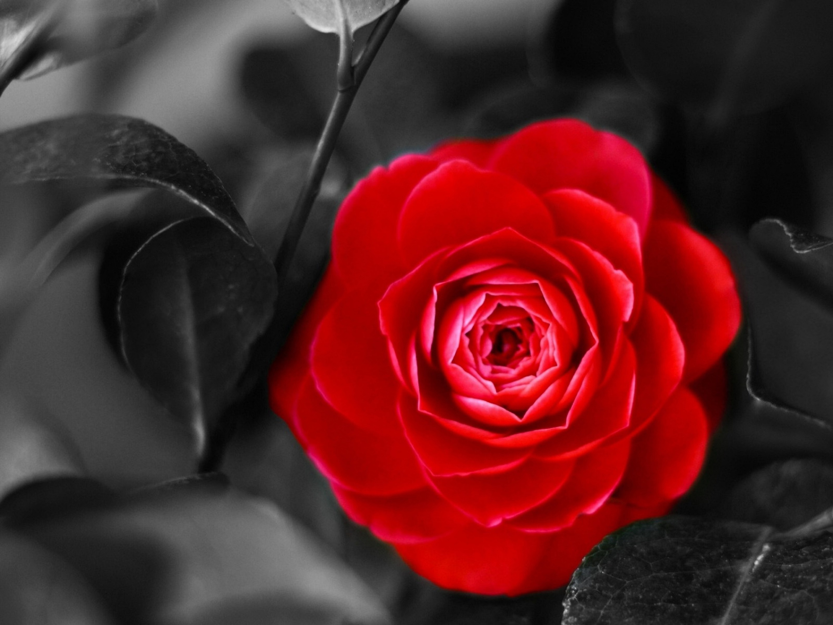 Camellia HD wallpapers, And backgrounds, And backgrounds, 2670x2000 HD Desktop