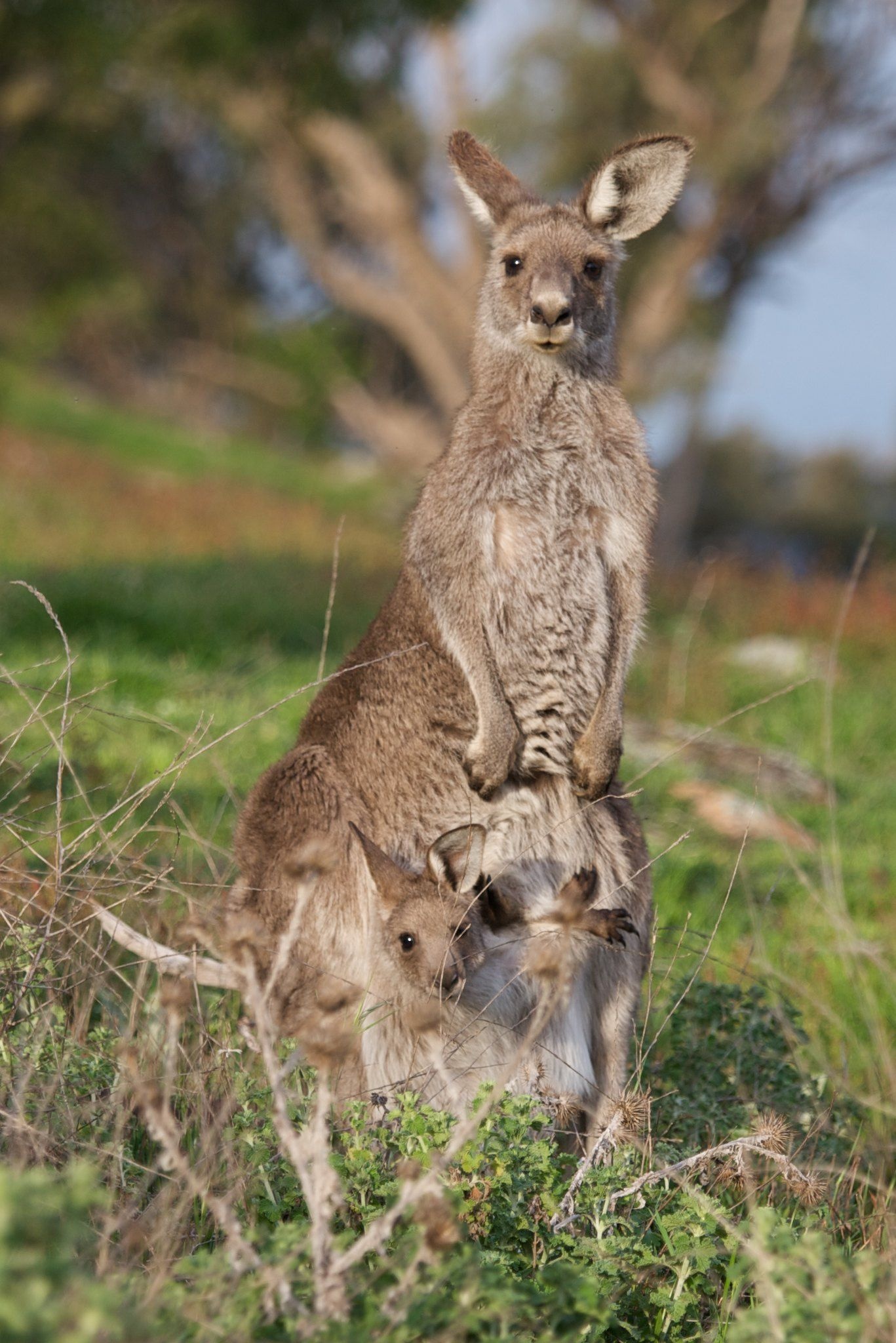 Kangaroo (Animals), Australian wildlife, Kangaroo species, Iconic animals, 1370x2050 HD Phone