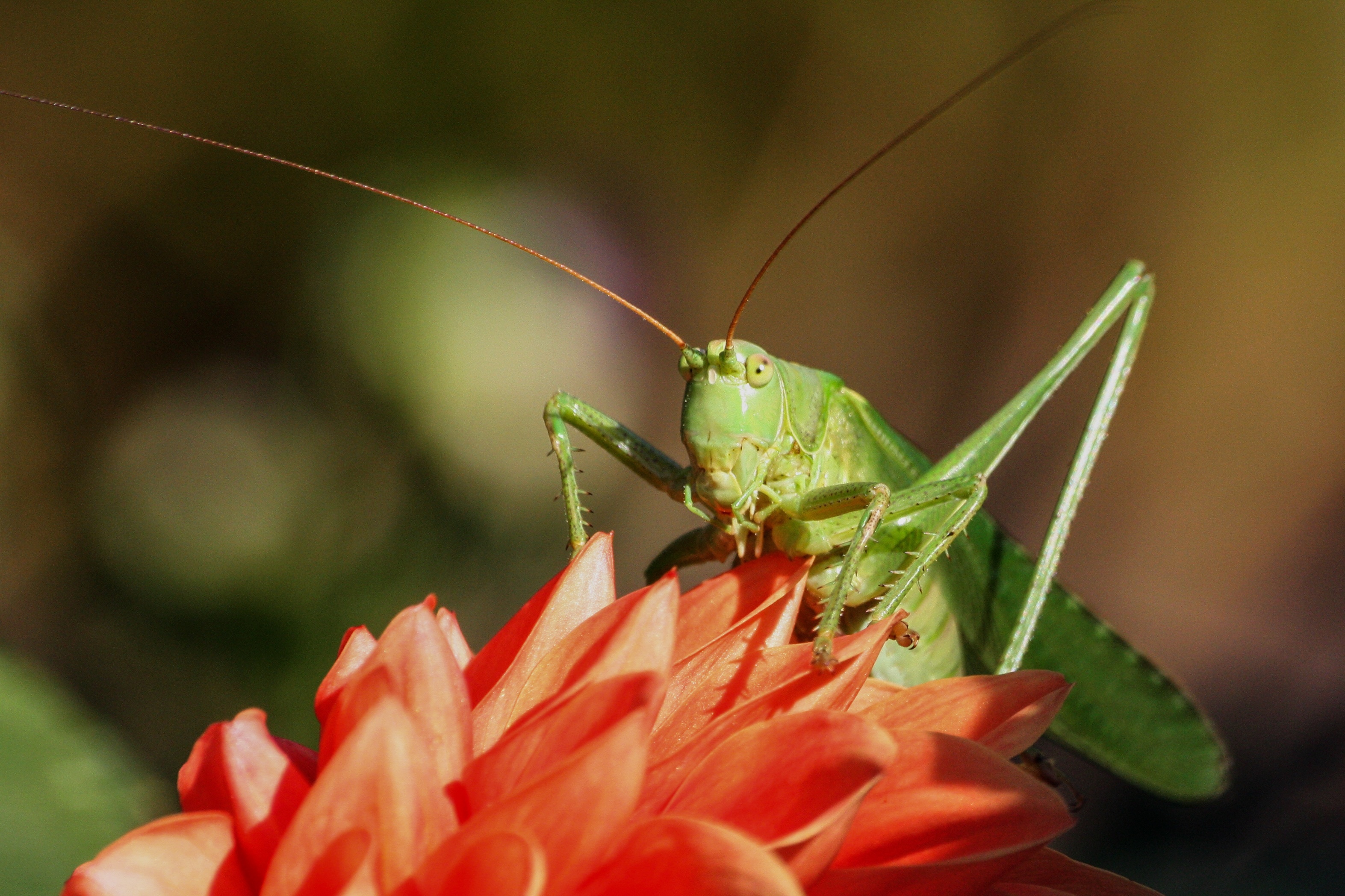 Grasshopper, Wild animal, Flower, Fly, 3150x2100 HD Desktop