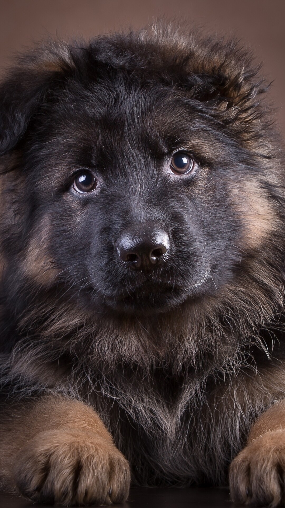 German Shepherd, Majestic and loyal, Striking presence, Canine beauty, 1080x1920 Full HD Phone