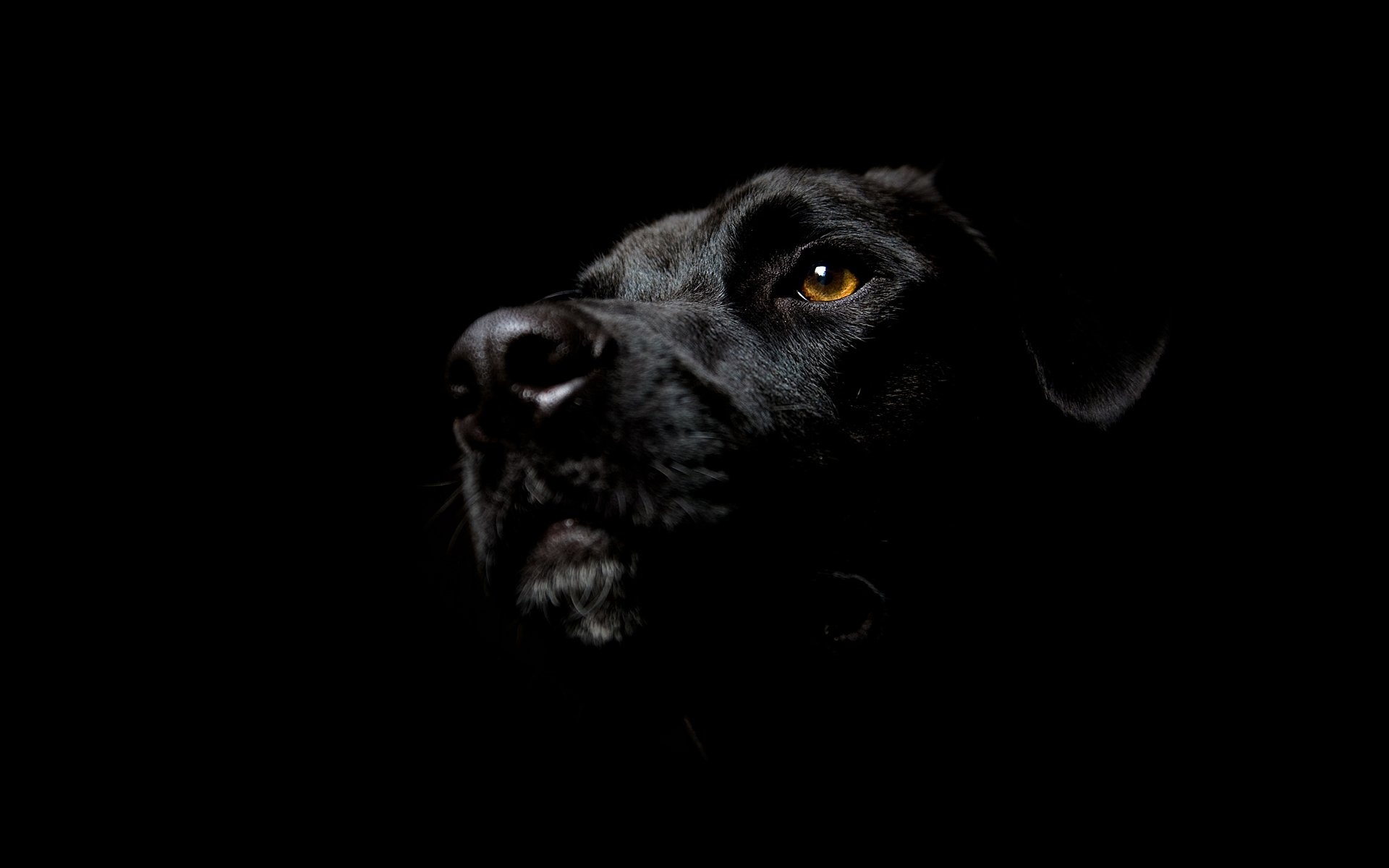 Dog, Black Wallpaper, 1920x1200 HD Desktop