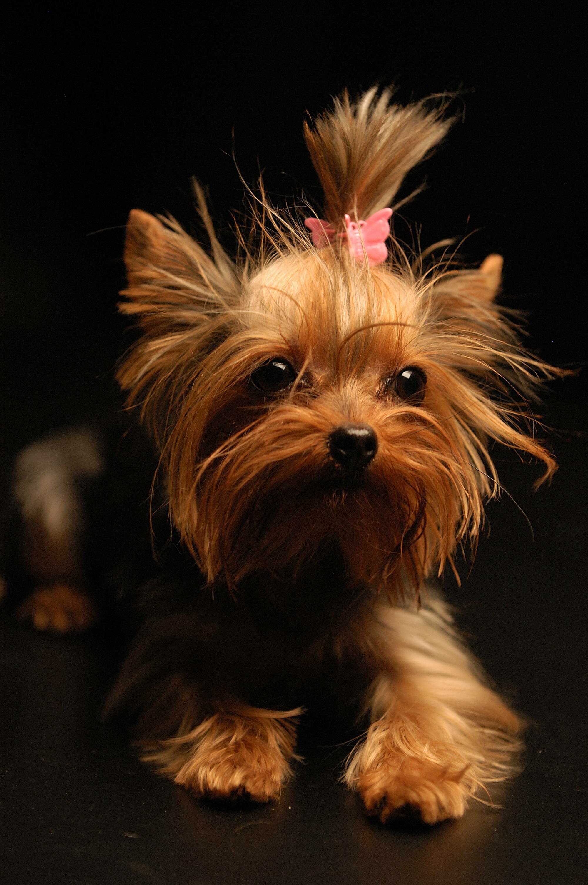 Yorkshire Terrier: A small breed with glossy, fine, straight, and silky hair. 2000x3010 HD Wallpaper.