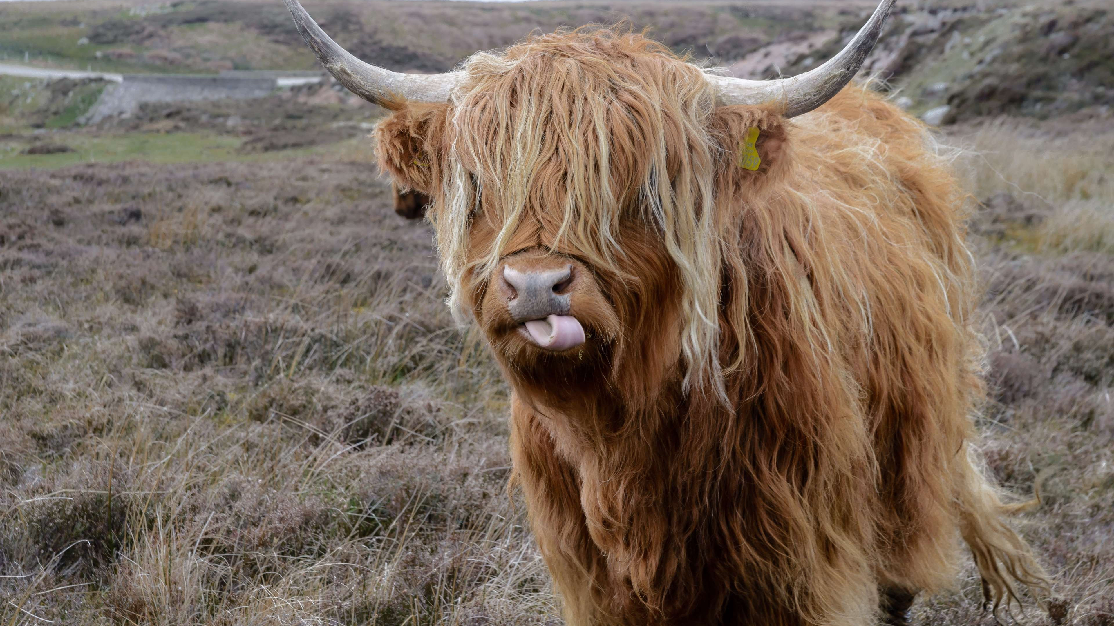 Highland cattle, HD background, Farm wallpaper, Natural landscape, 3840x2160 4K Desktop