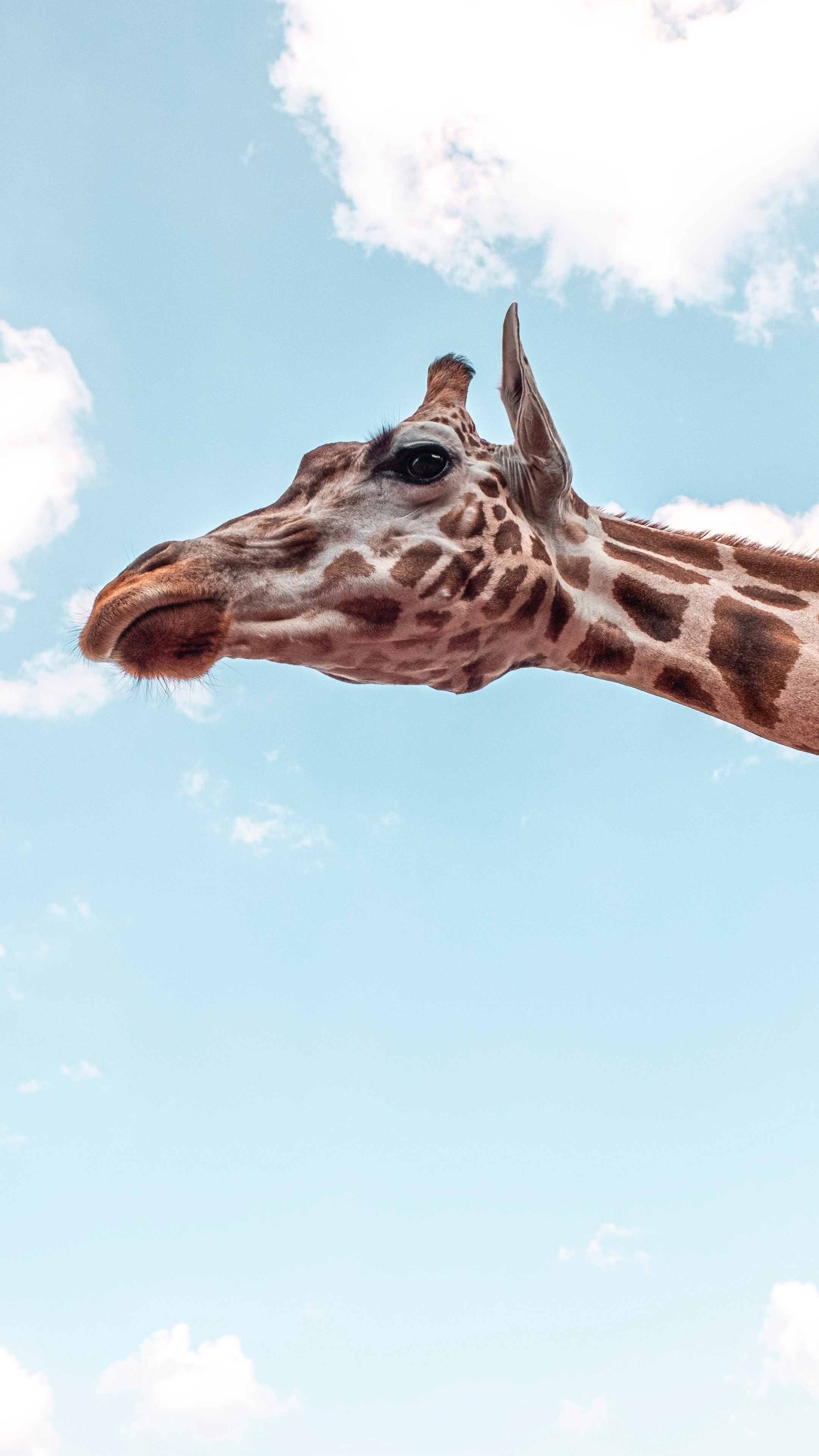 Giraffe: Uses his height to good advantage and browses on leaves and buds in treetops that few other animals can reach. 2160x3840 4K Wallpaper.