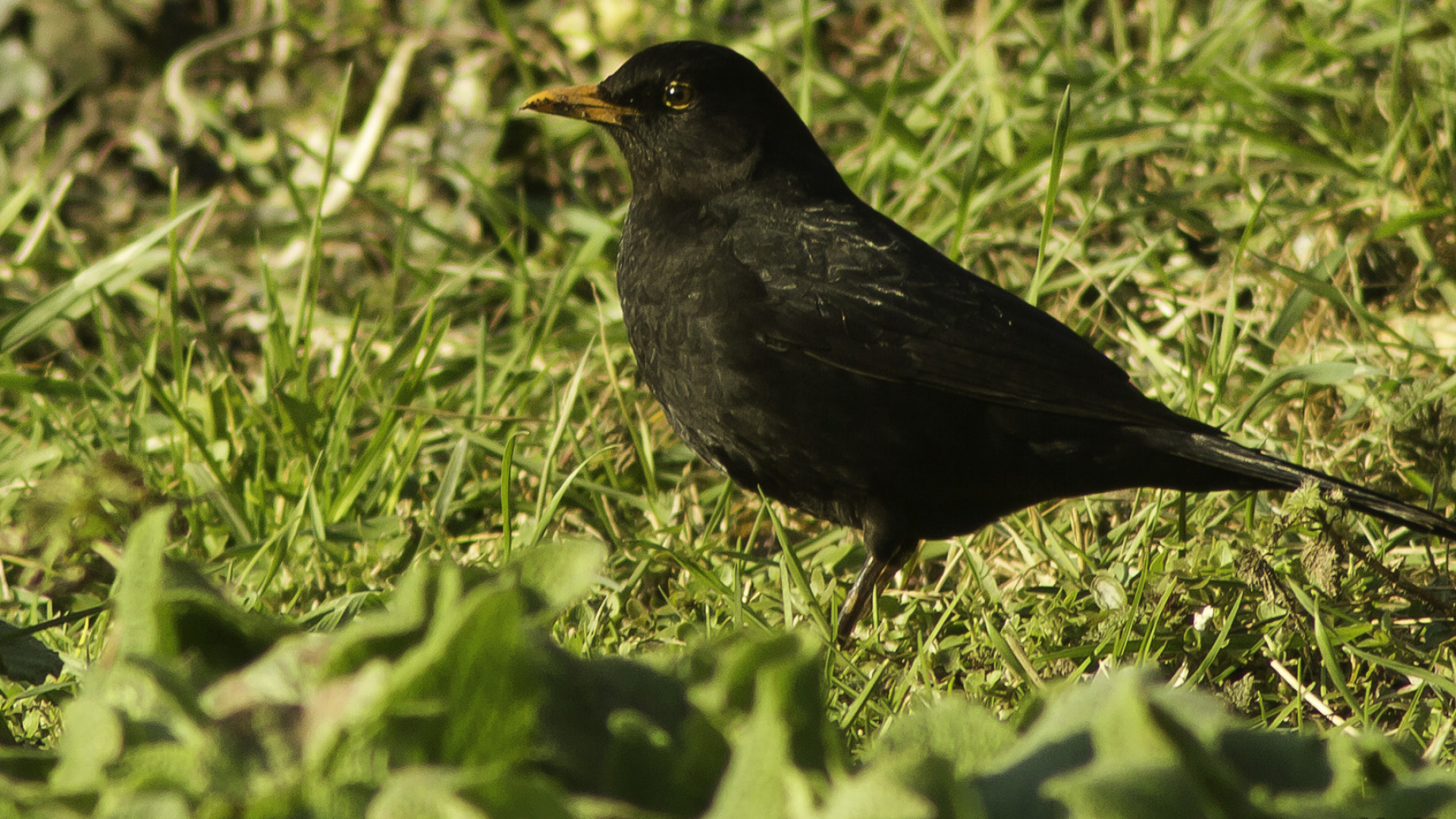 Common Blackbird, Playful hopping, Grassy landscapes, Bird watching, 1920x1080 Full HD Desktop