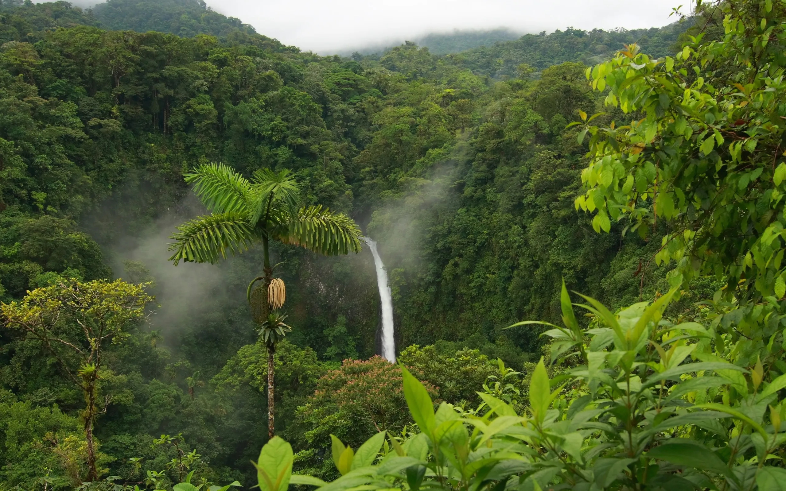 Amazon Rain Forest, Biodiversity hotspot, Lush greenery, Ecological treasure, 2560x1600 HD Desktop