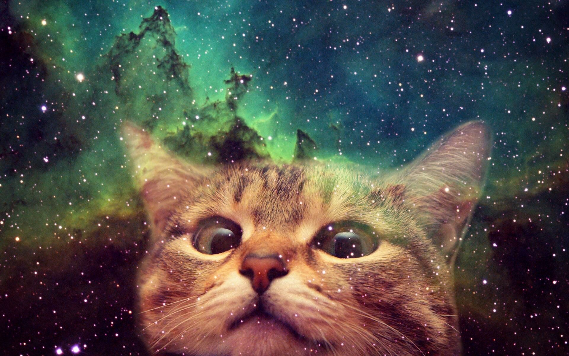 Cat, Cosmic charm, Interstellar cuteness, Space exploration, 1920x1200 HD Desktop