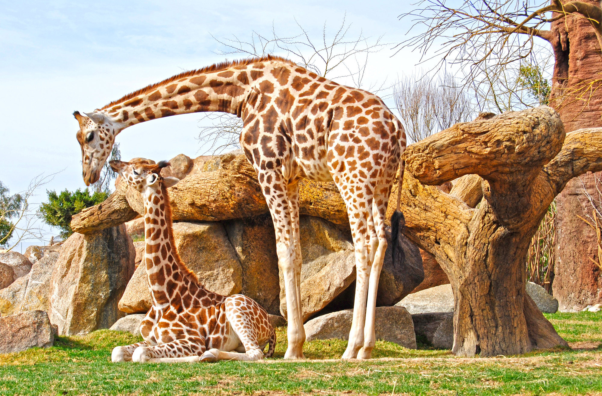 Giraffe: The tallest land-based mammal in the world. 2000x1320 HD Wallpaper.