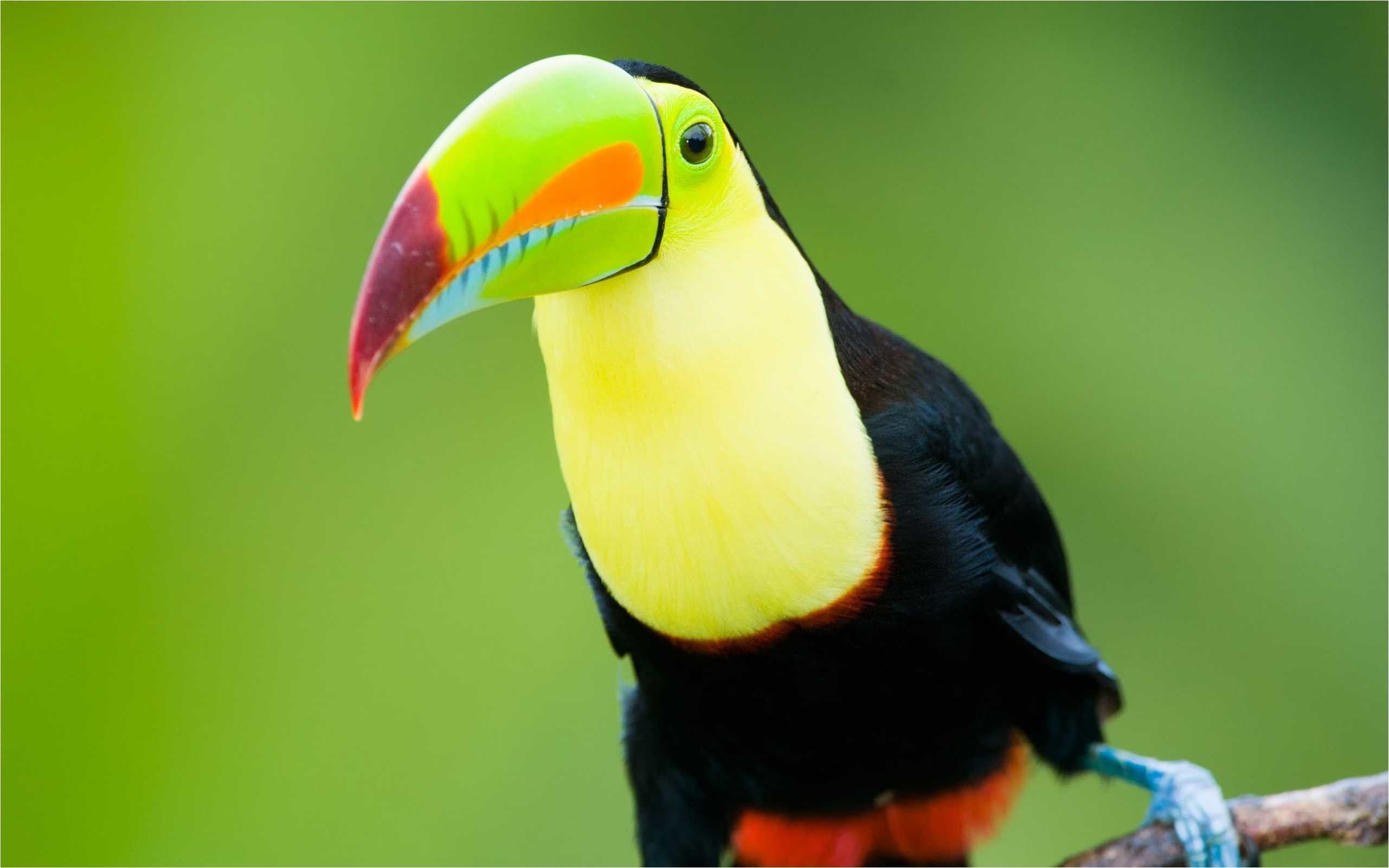 Aesthetic wallpaper, Colourful toucan, Nature photography, Stunning bird, 2570x1610 HD Desktop