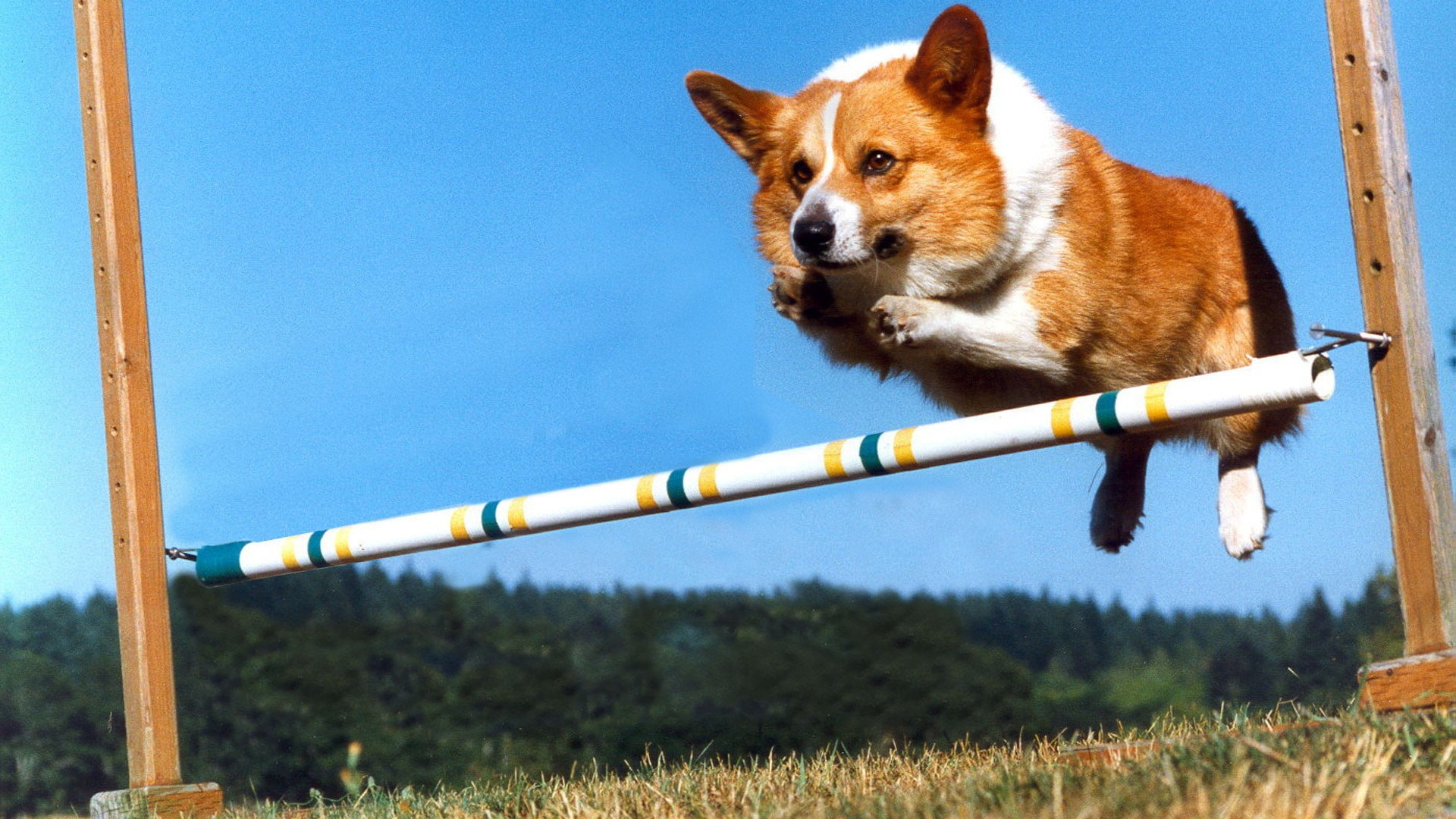 Dog Sports: Corgi in a jump, Winged Single Jump, Adjusted Height. 1920x1080 Full HD Background.