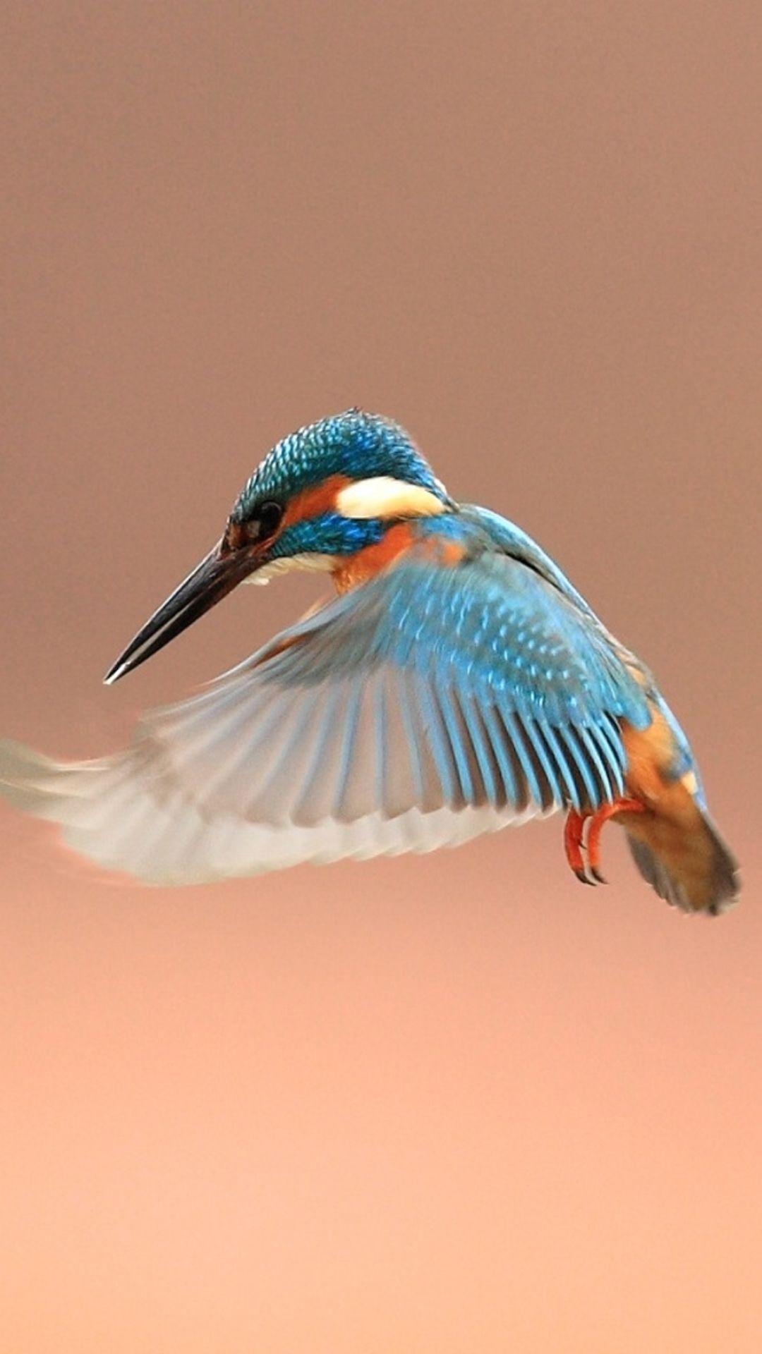 Flapping kingfisher bird, iPhone 6, Colorful bird, Beautiful wallpaper, 1080x1920 Full HD Phone