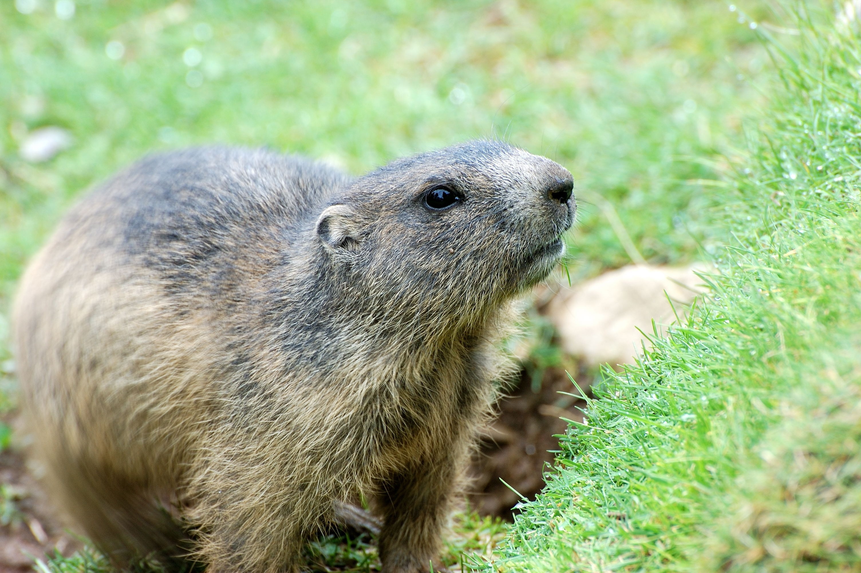 Groundhog, Adorable animal, Grass habitat, Peakpx image, 3010x2000 HD Desktop