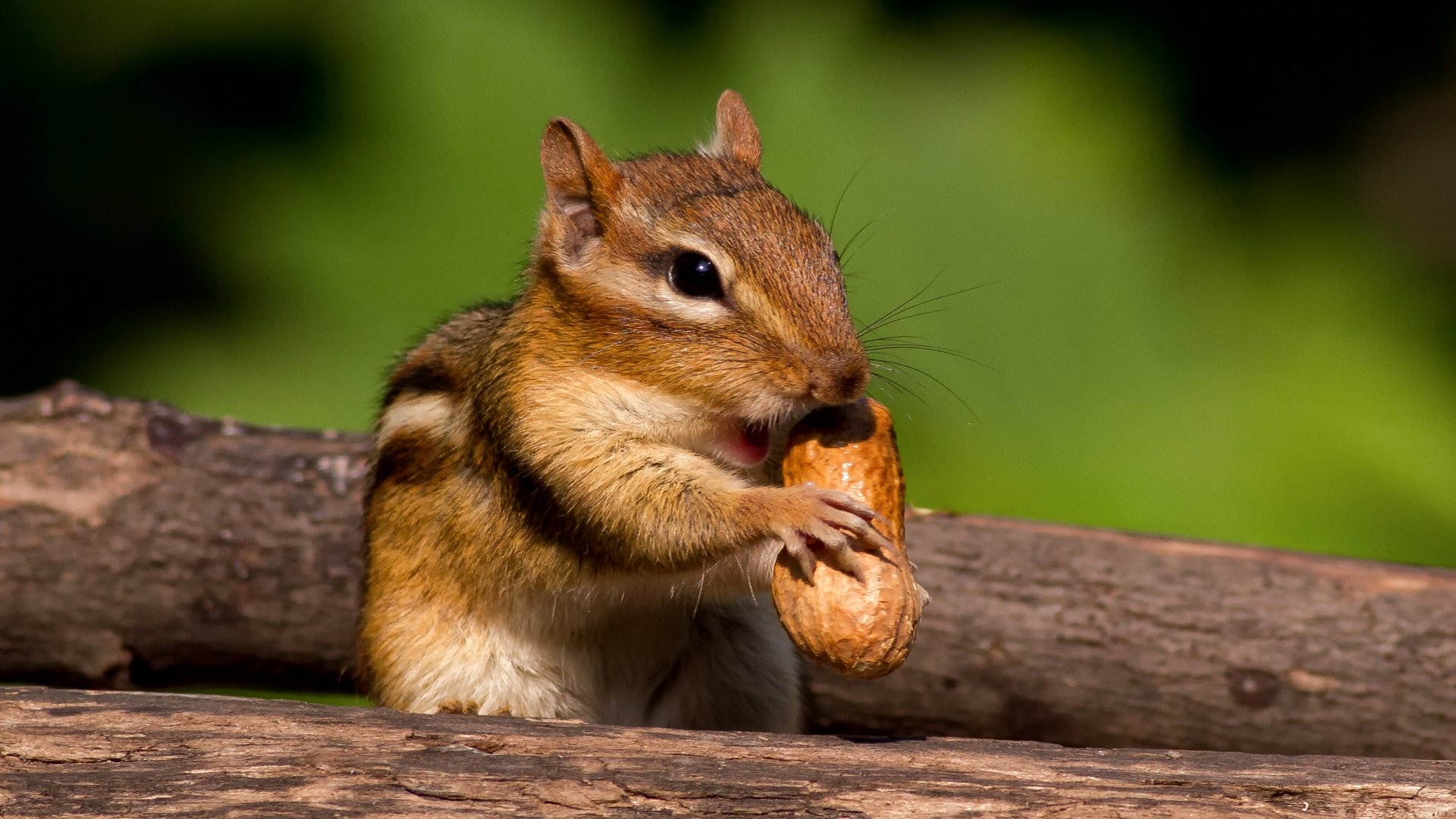 Chipmunk: Have an omnivorous diet primarily consisting of seeds, nuts, fruits, and buds. 1920x1080 Full HD Background.