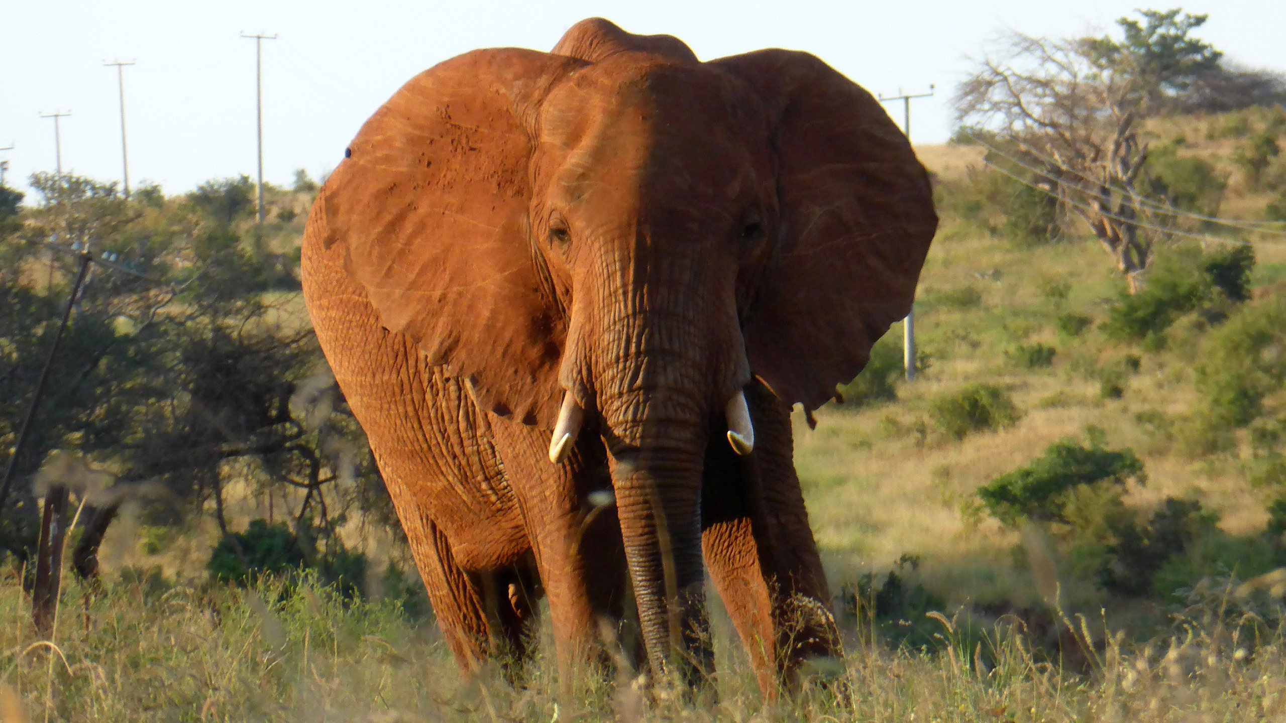 Elephants in Kenya, African wildlife, Captivating beauty, Photography inspiration, 2560x1440 HD Desktop