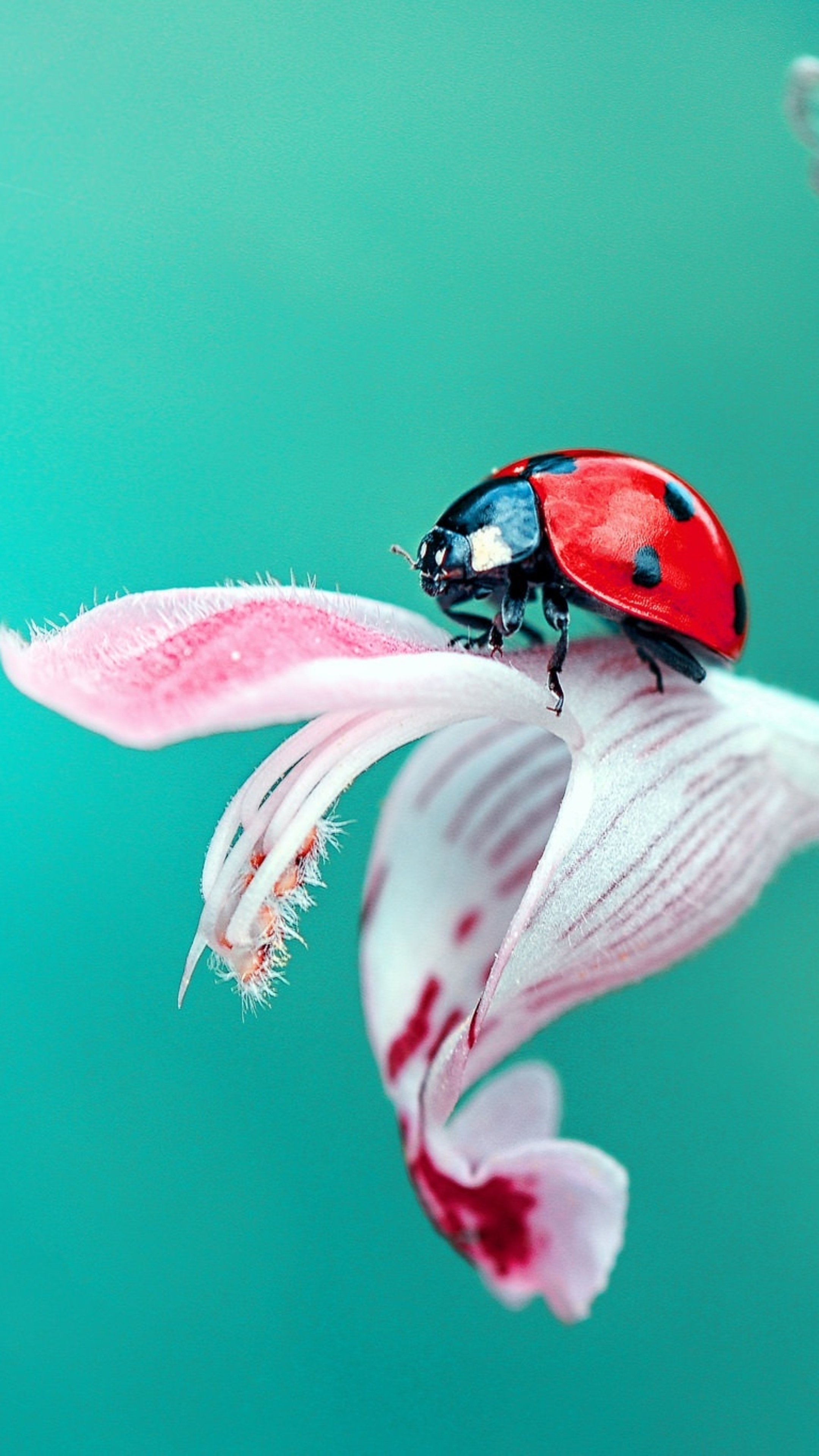 Beetle, Ladybug sony xperia, HD 4k wallpapers, Images, 2160x3840 4K Phone