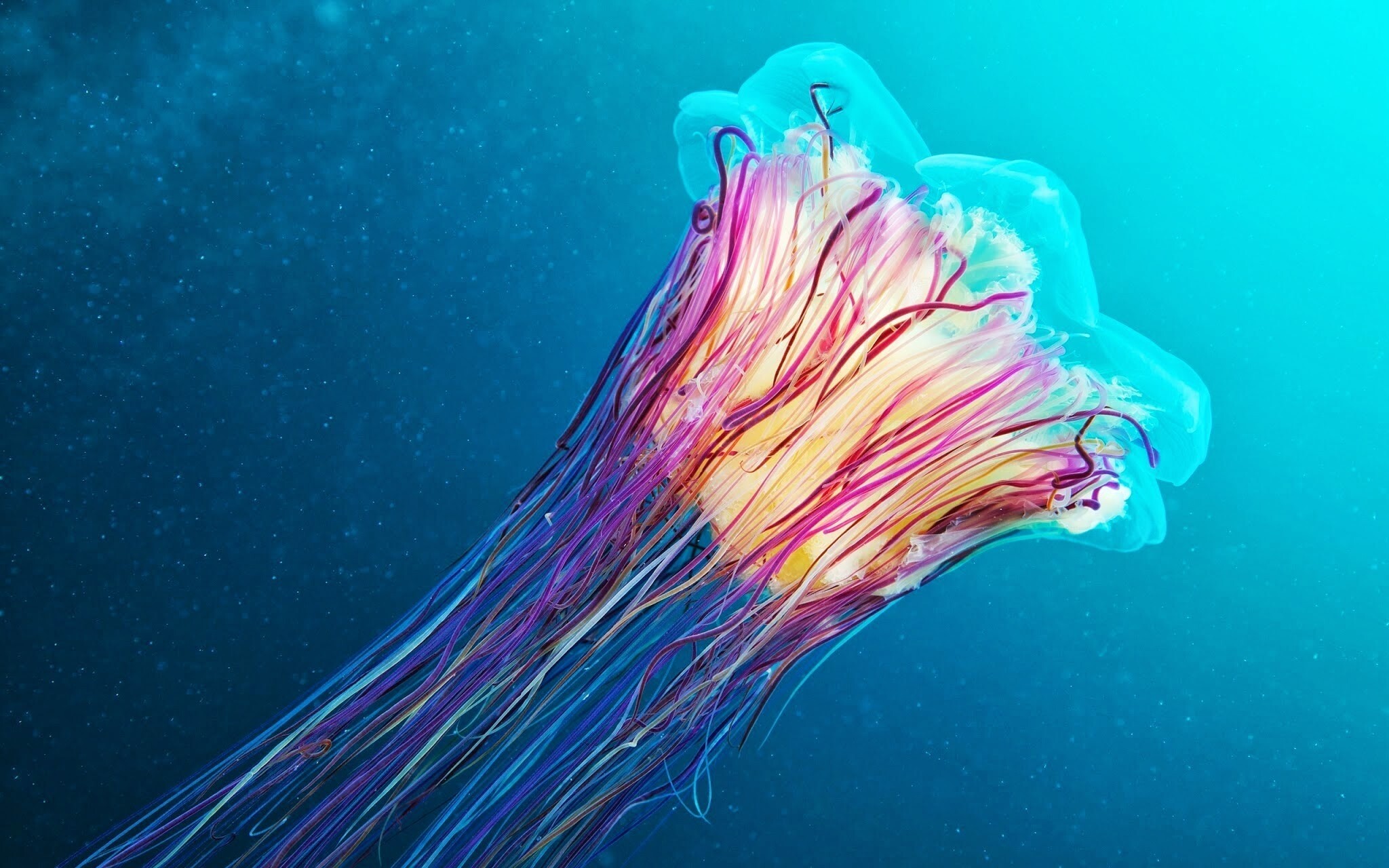 Glowing Jellyfish: Marine invertebrates, Umbrella-shaped bells and trailing tentacles. 2050x1280 HD Background.