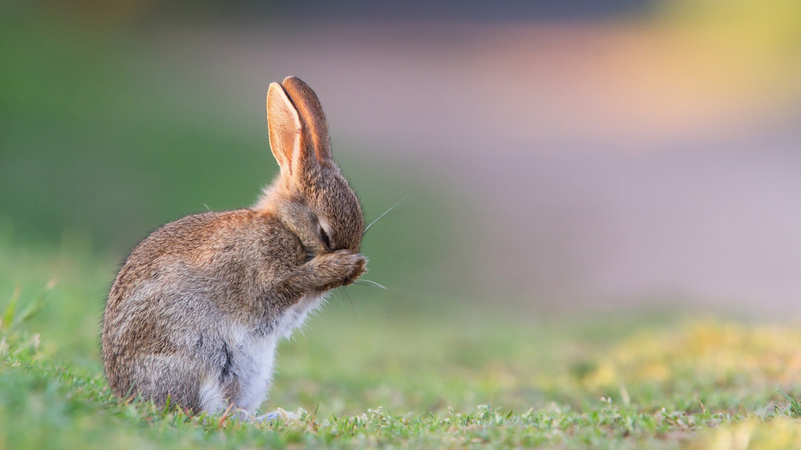 Rabbit: Bunny, Small, furry mammal. 2560x1440 HD Wallpaper.