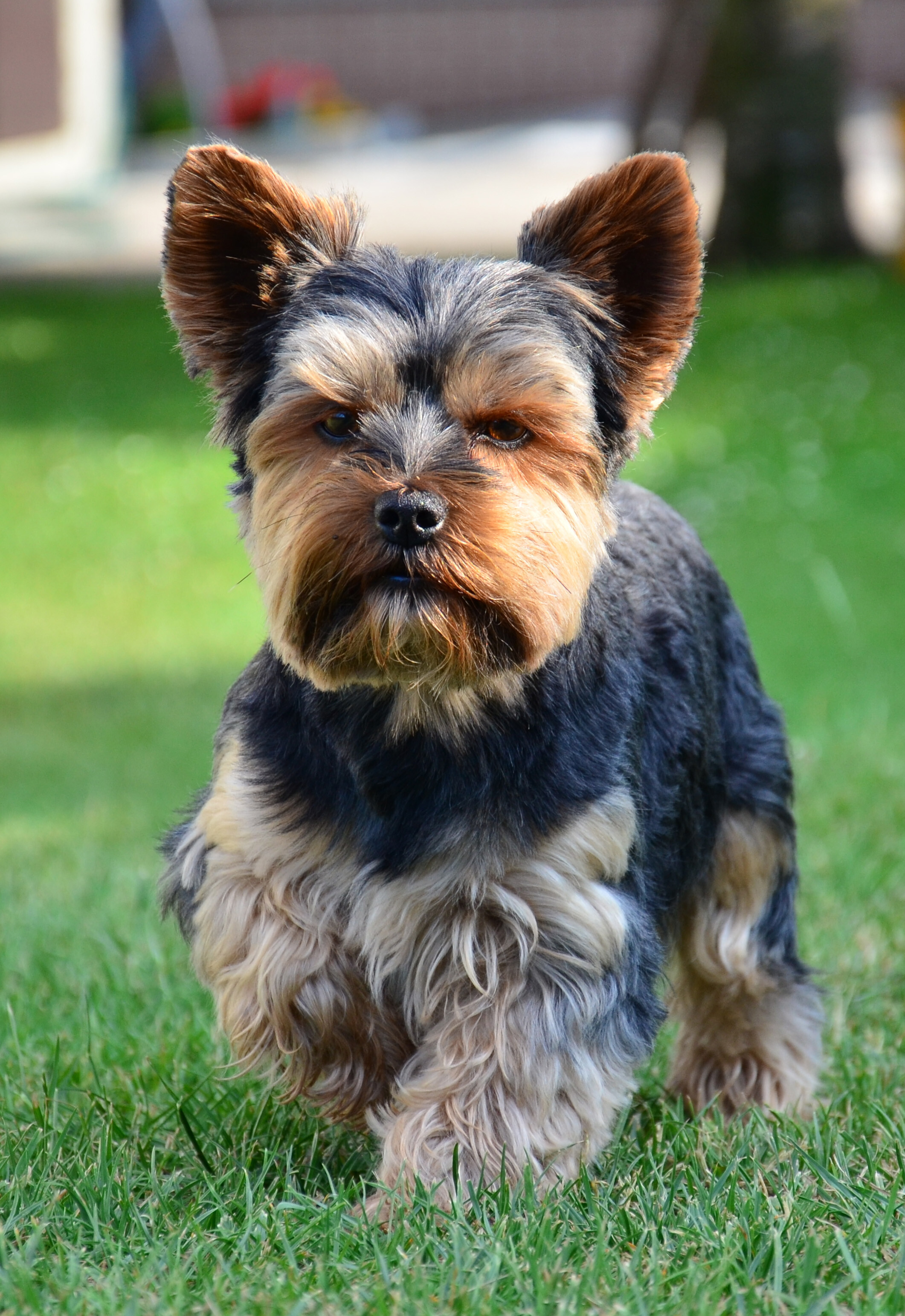 Yorkshire Terrier: The breed comes from two distinct dogs, a male named Old Crab, a female named Kitty. 2130x3090 HD Wallpaper.