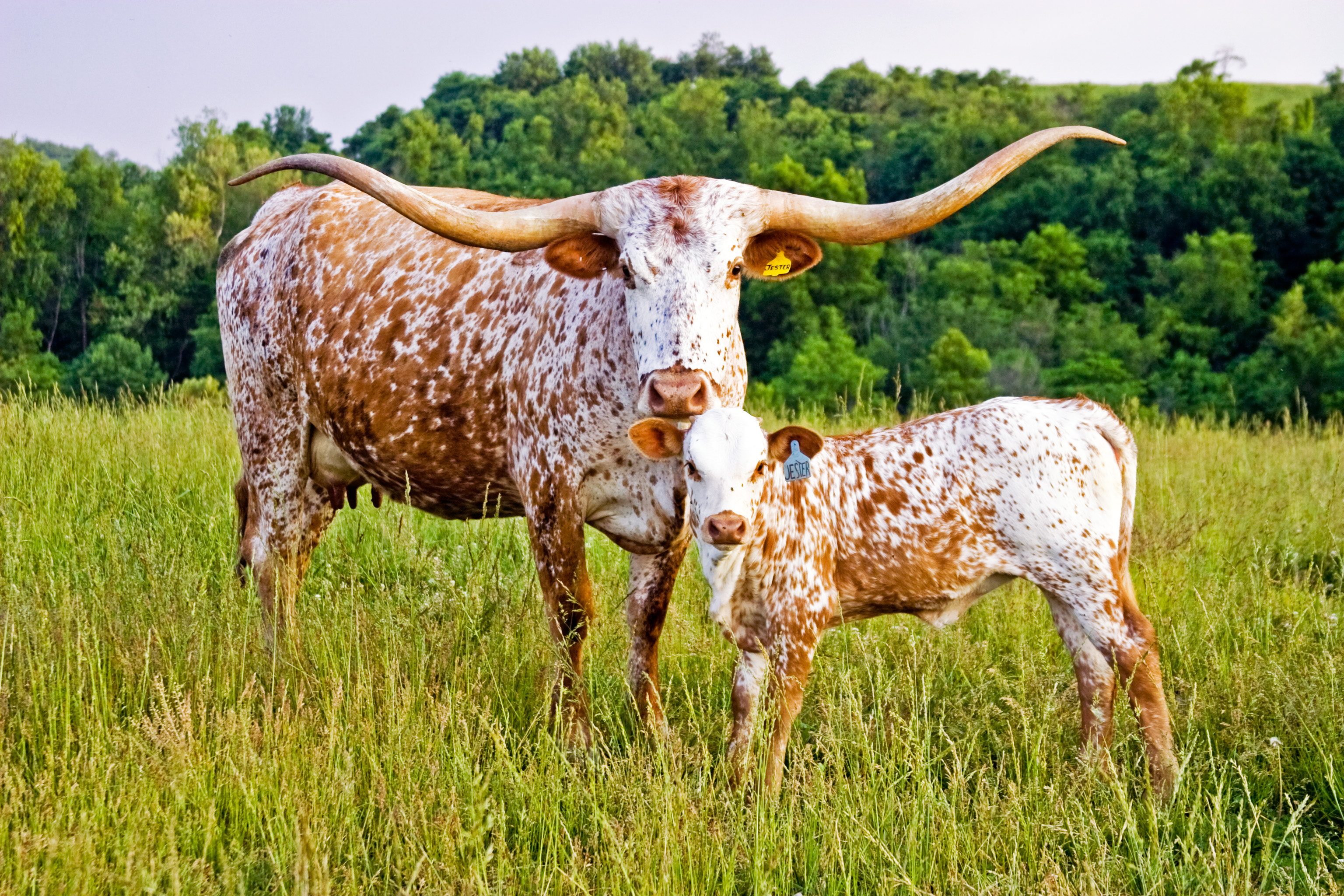 Longhorn cattle wallpaper, Majestic animals, Country life, Livestock, 3080x2050 HD Desktop