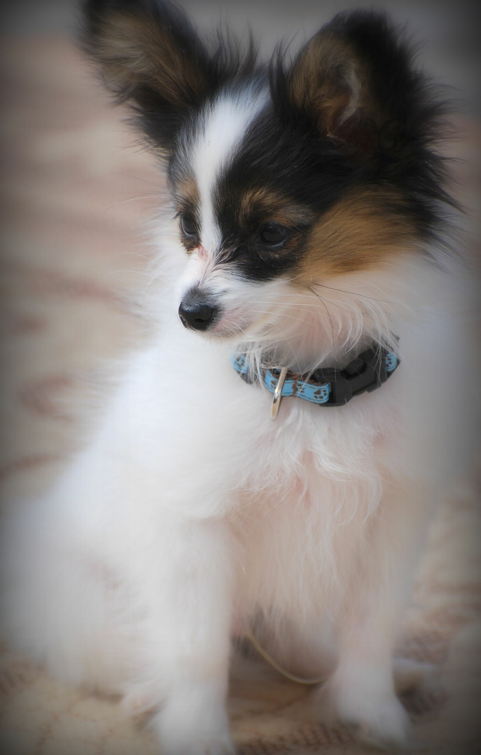 Papillon Dog: Puppy, Derives its name from its characteristic butterfly-like look of the long and fringed hair on the ears. 1680x2630 HD Background.