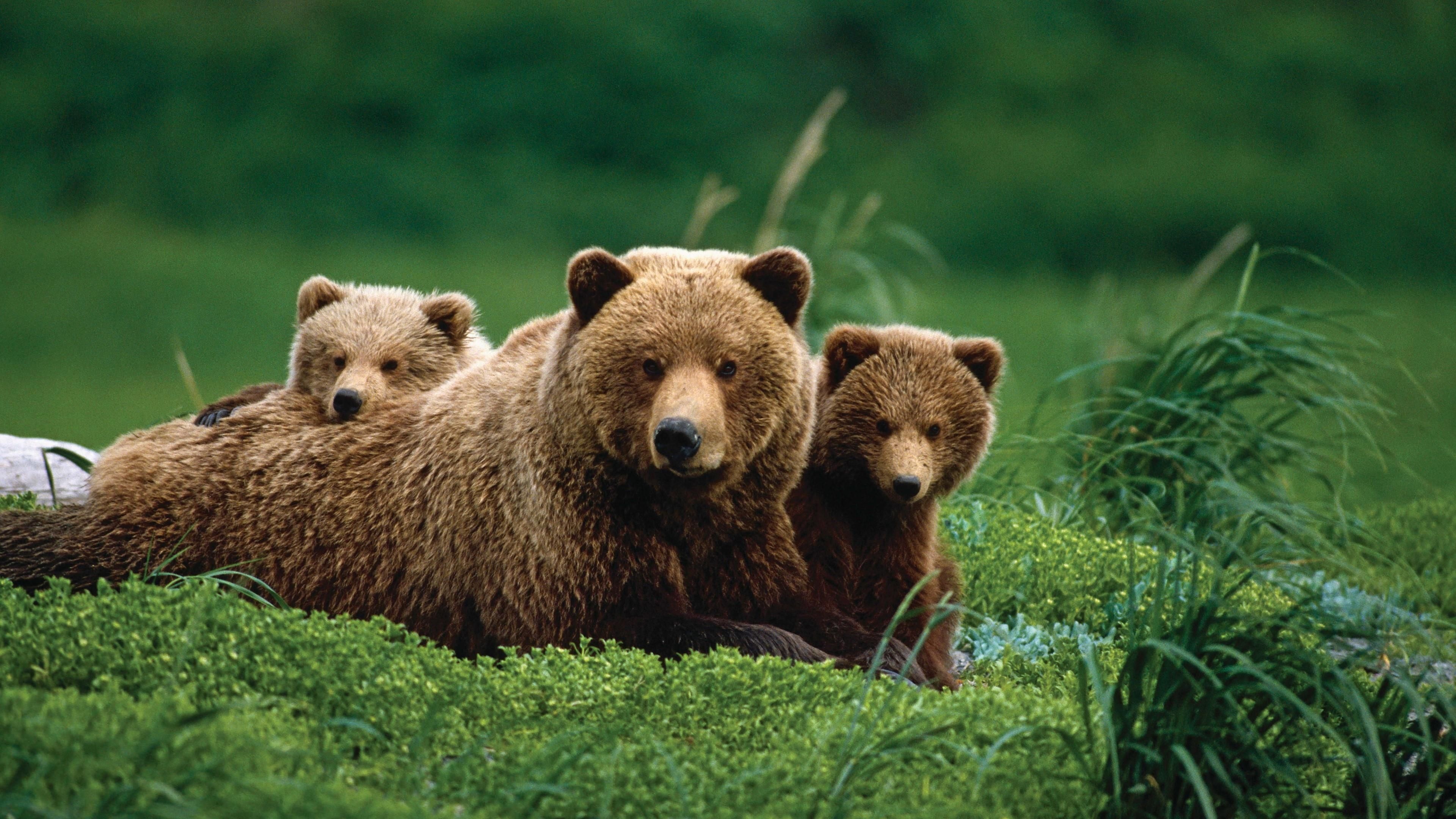 Grizzly Bear, Mama bear, Striking bear image, Beautiful wallpaper, 3840x2160 4K Desktop