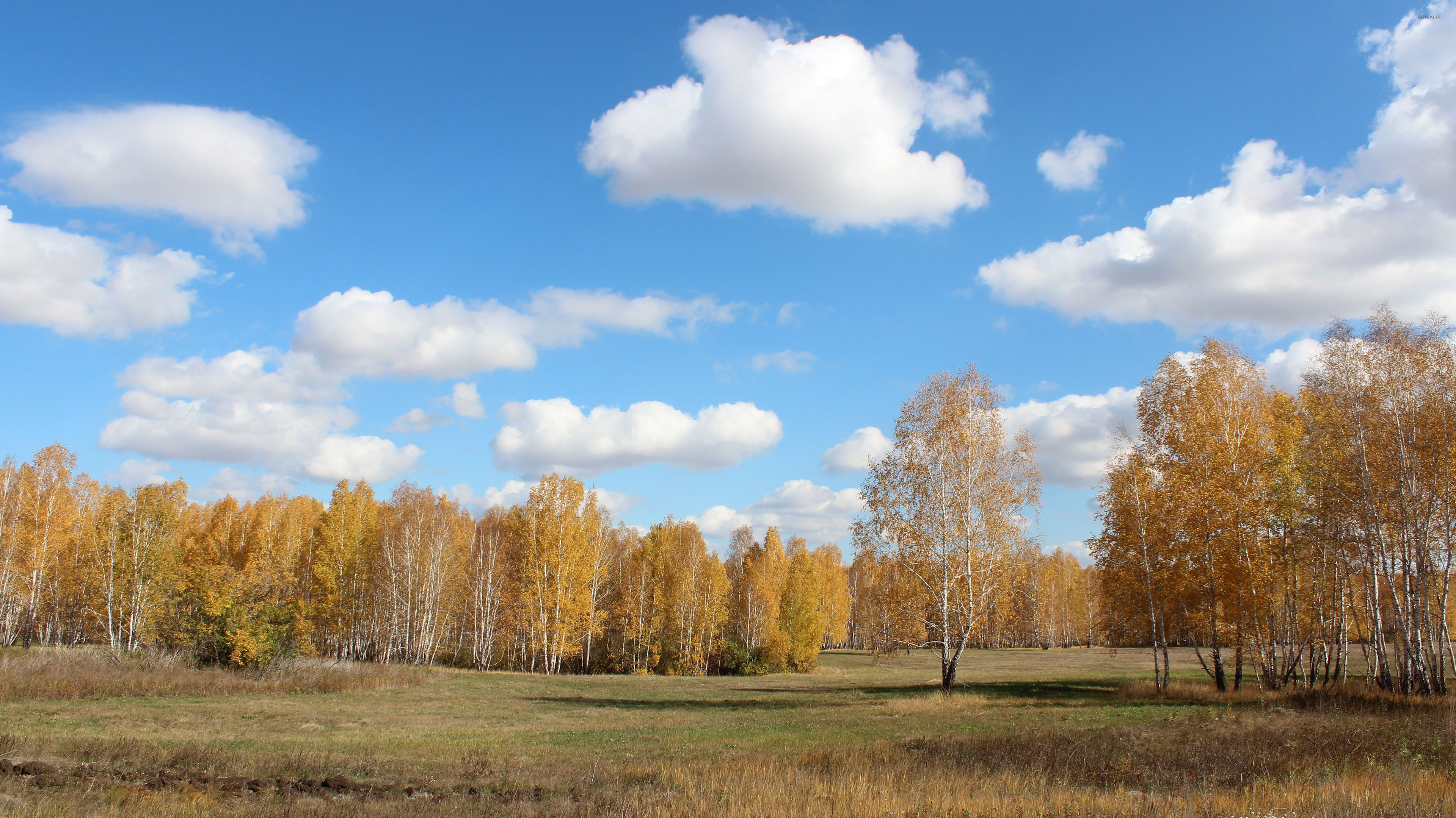 Autumn birch trees, Birch tree wallpapers, Michelle Tremblay, 3840x2160 4K Desktop