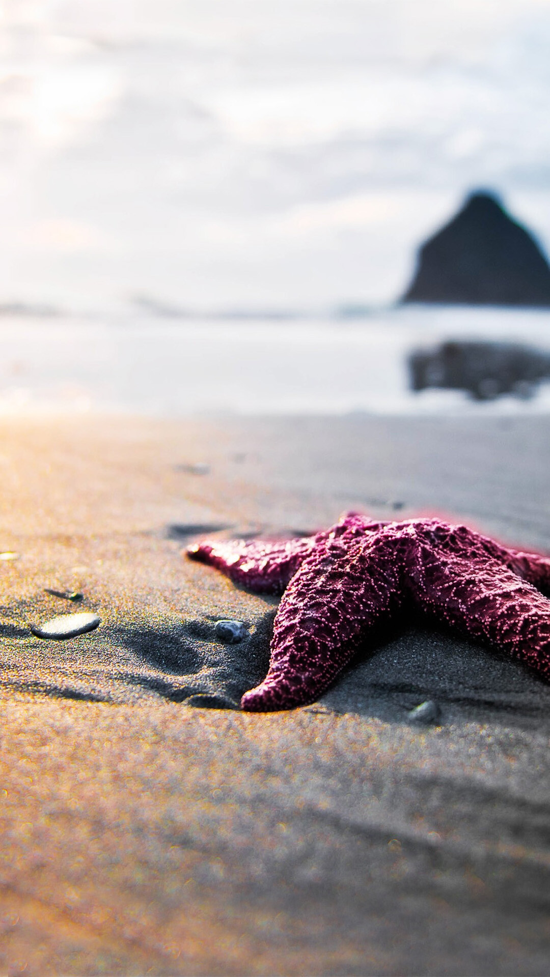 Starfish: Purple Starfish iPhone Wallpaper HD. 1080x1920 Full HD Background.