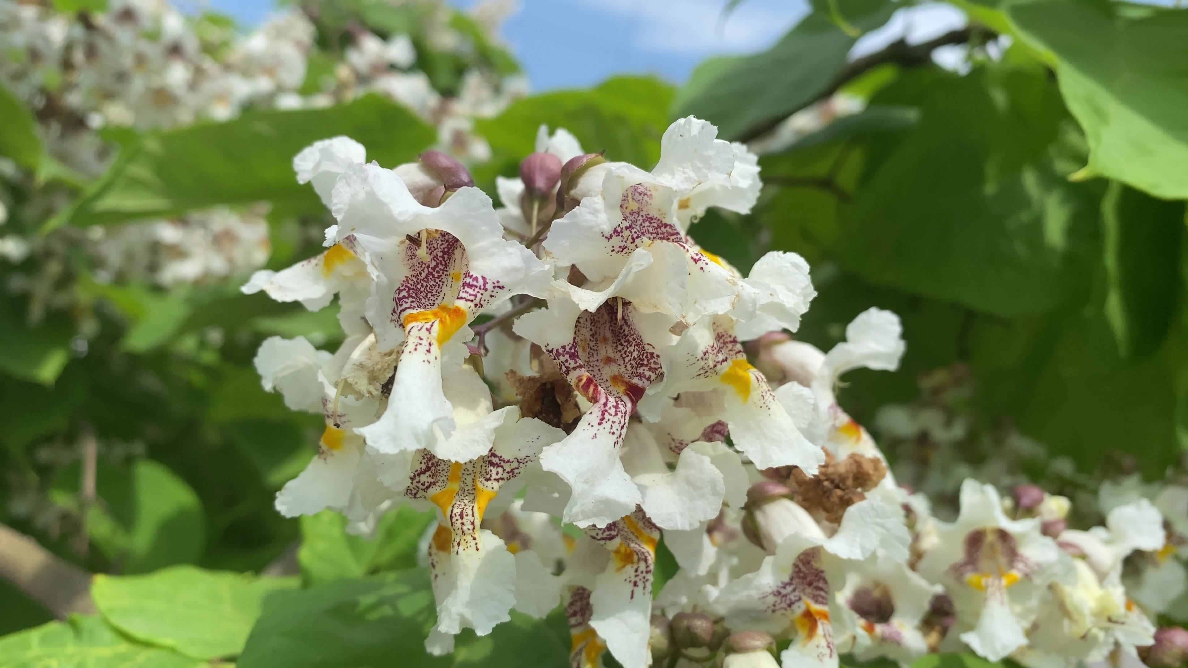 Natural background, Catalpa tree, Flowers close up, Stock video, 3840x2160 4K Desktop