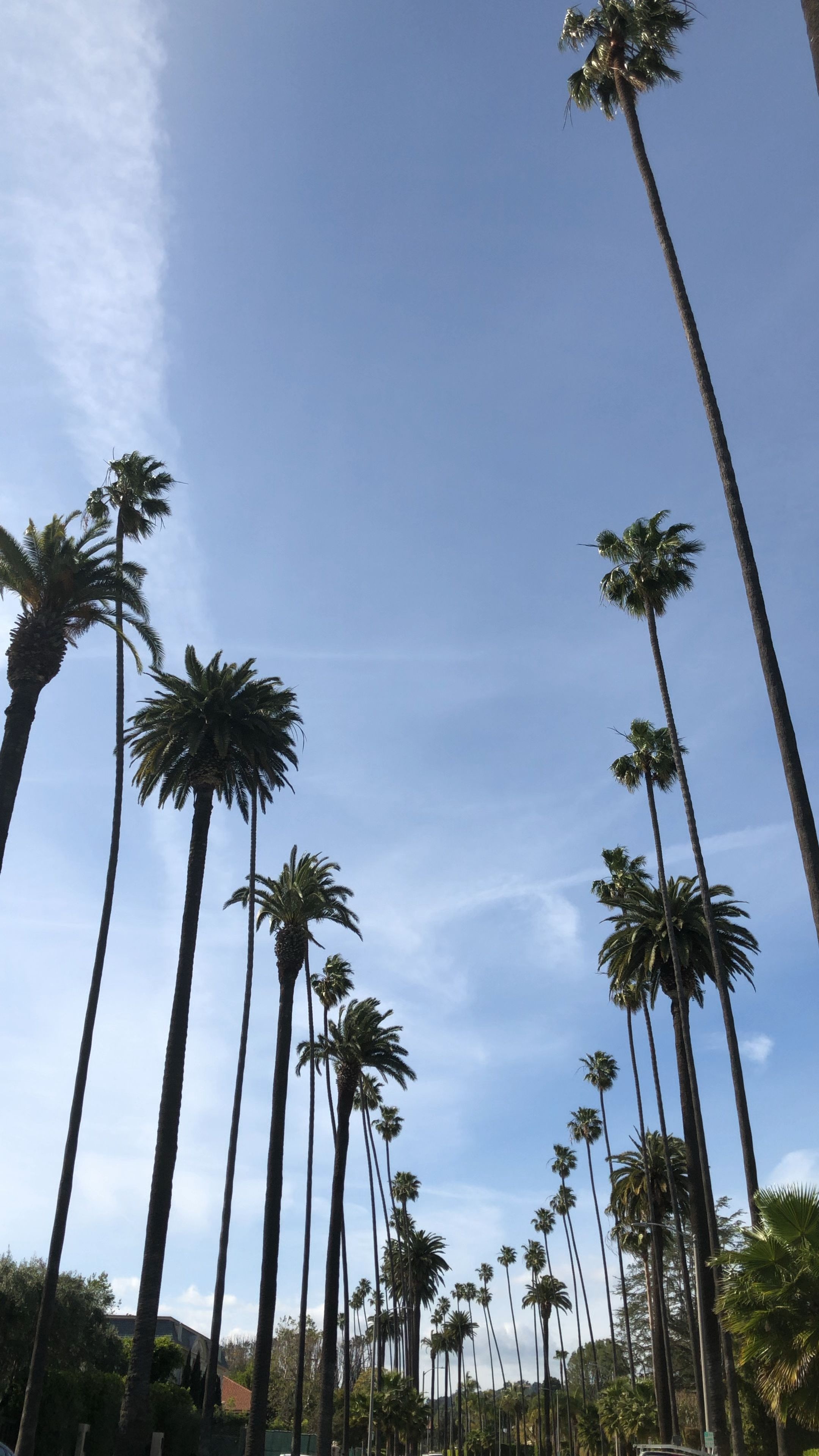 Beverly Hills, Swaying palm trees, Blue skies, Vacation mode, 2160x3840 4K Phone