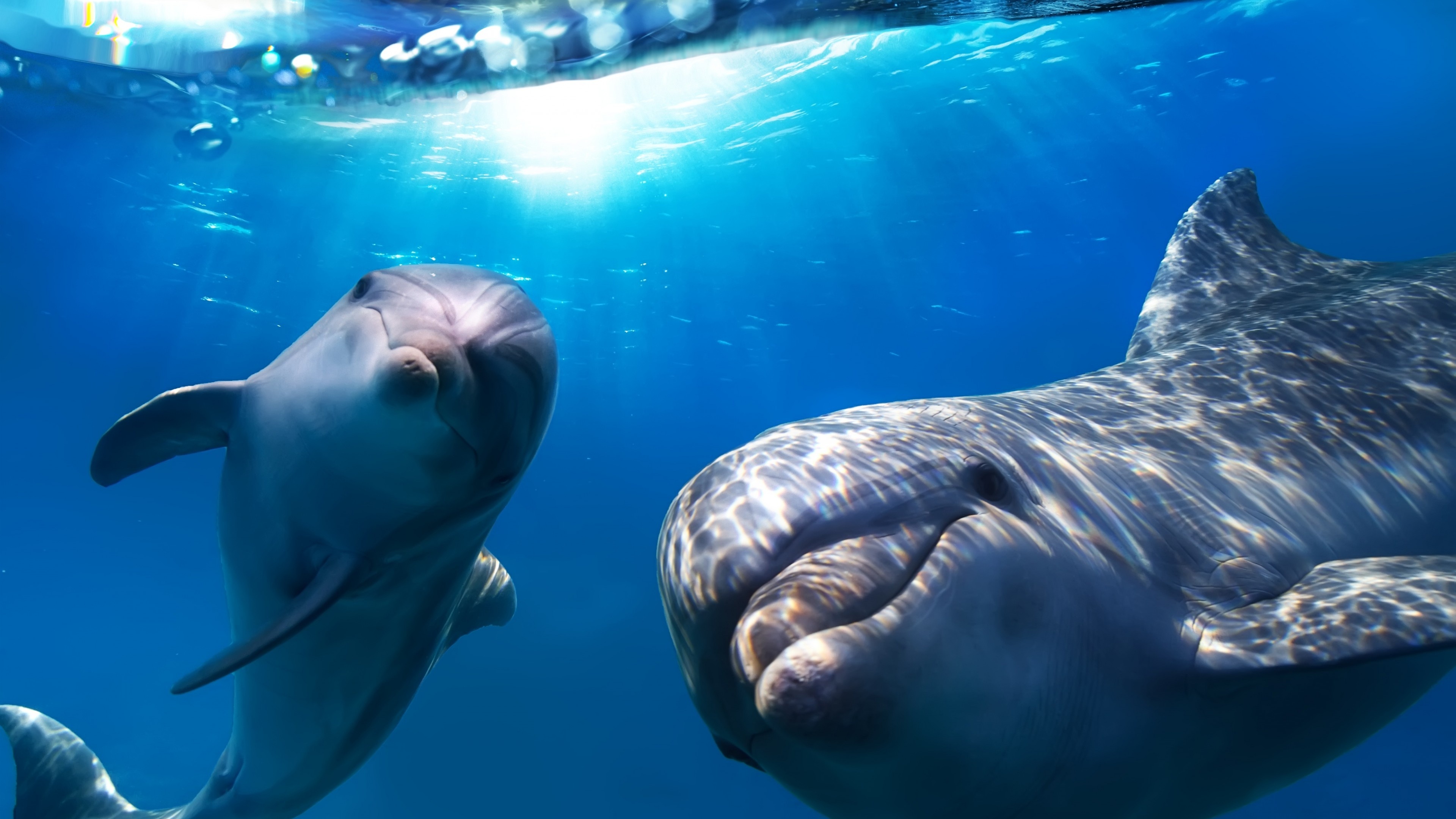 Oceanarium Other, Graceful dolphins, Underwater paradise, Oceanic enchantment, 3840x2160 4K Desktop