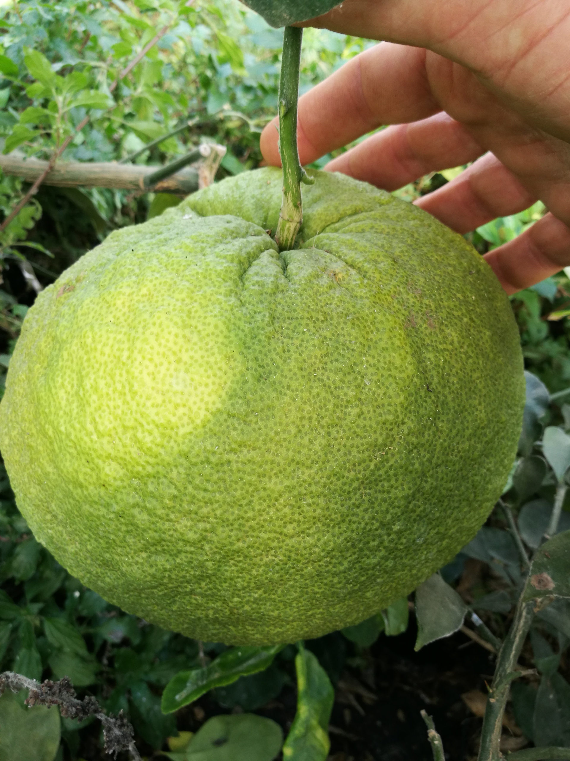 Timor Pomelo, Citrus grandis, Unique variety, Sweet and tangy, 1920x2560 HD Phone