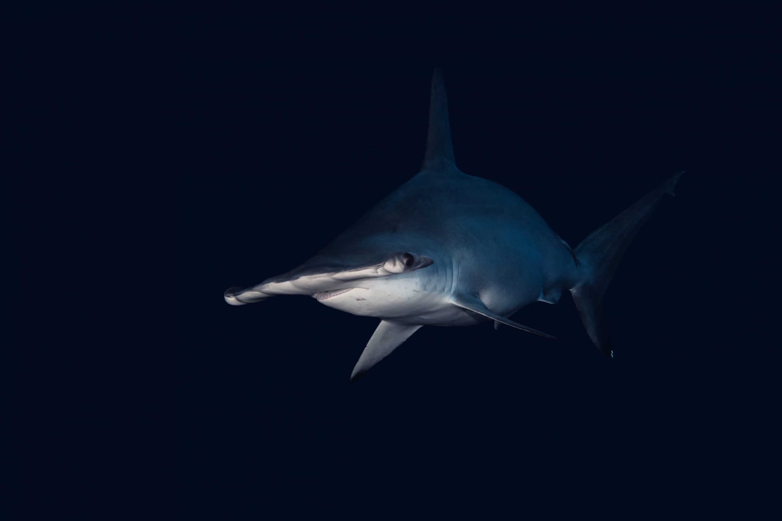 Hammerhead sharks, Thrilling shark diving, Fuvahmulah's underwater adventure, 2560x1710 HD Desktop