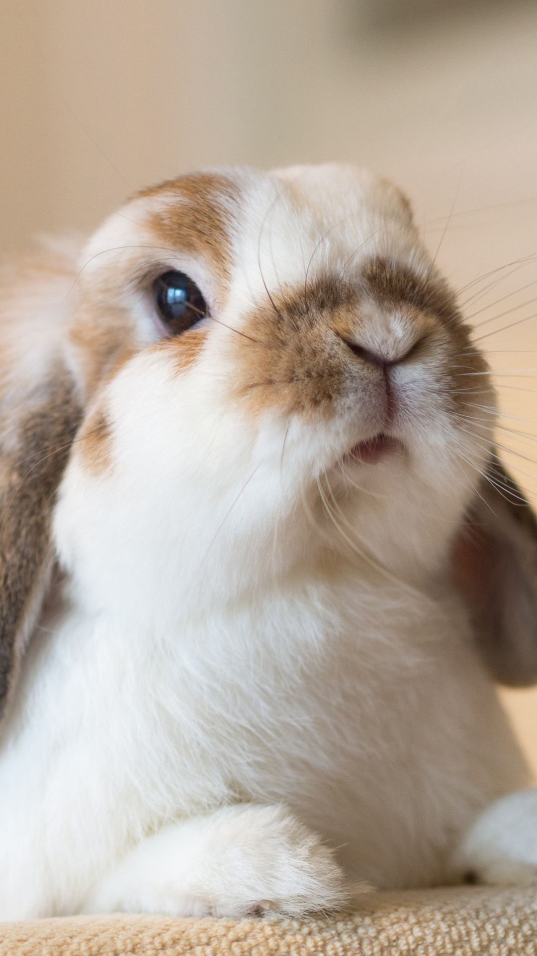 Bunny: Holland Lop, Rabbit, Cute baby bunnies. 1080x1920 Full HD Wallpaper.