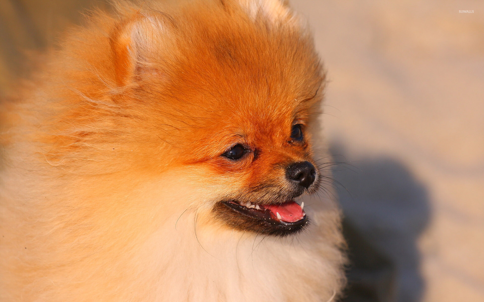 Pomeranian: Animal, The breed has a long, thick, double hair coat that requires somewhat frequent grooming. 1920x1200 HD Background.