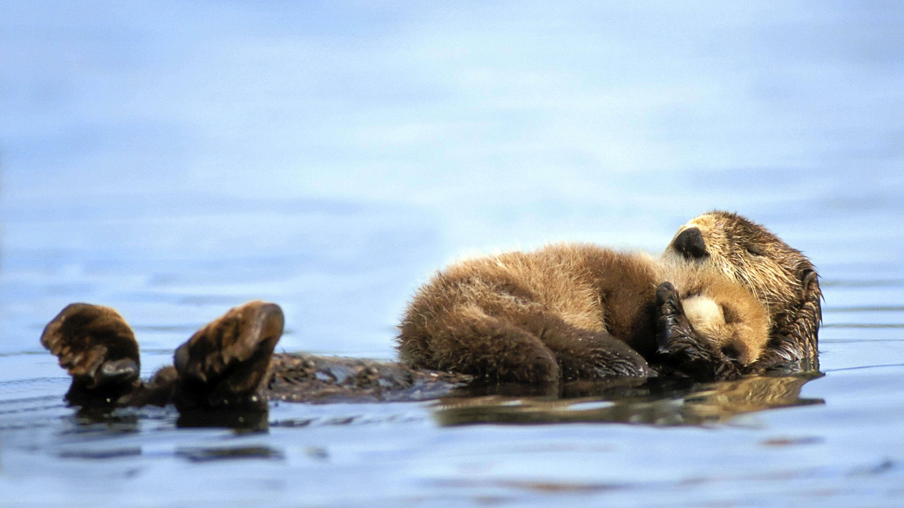 Dazzling otter animal, Ethereal beauty, Nature photography, Wildlife, 3840x2160 4K Desktop