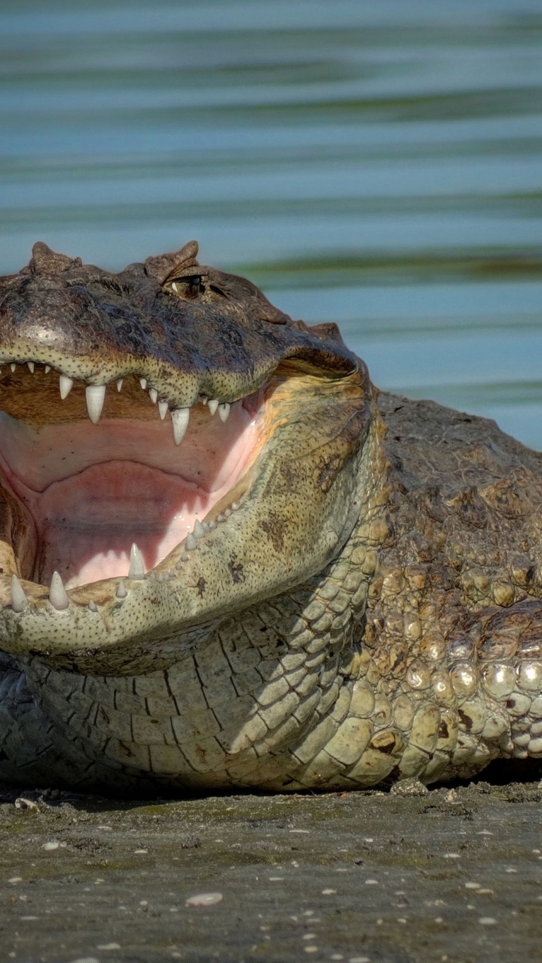 Crocodile: Reptile, Sharp teeth, Apex predator. 1080x1920 Full HD Background.