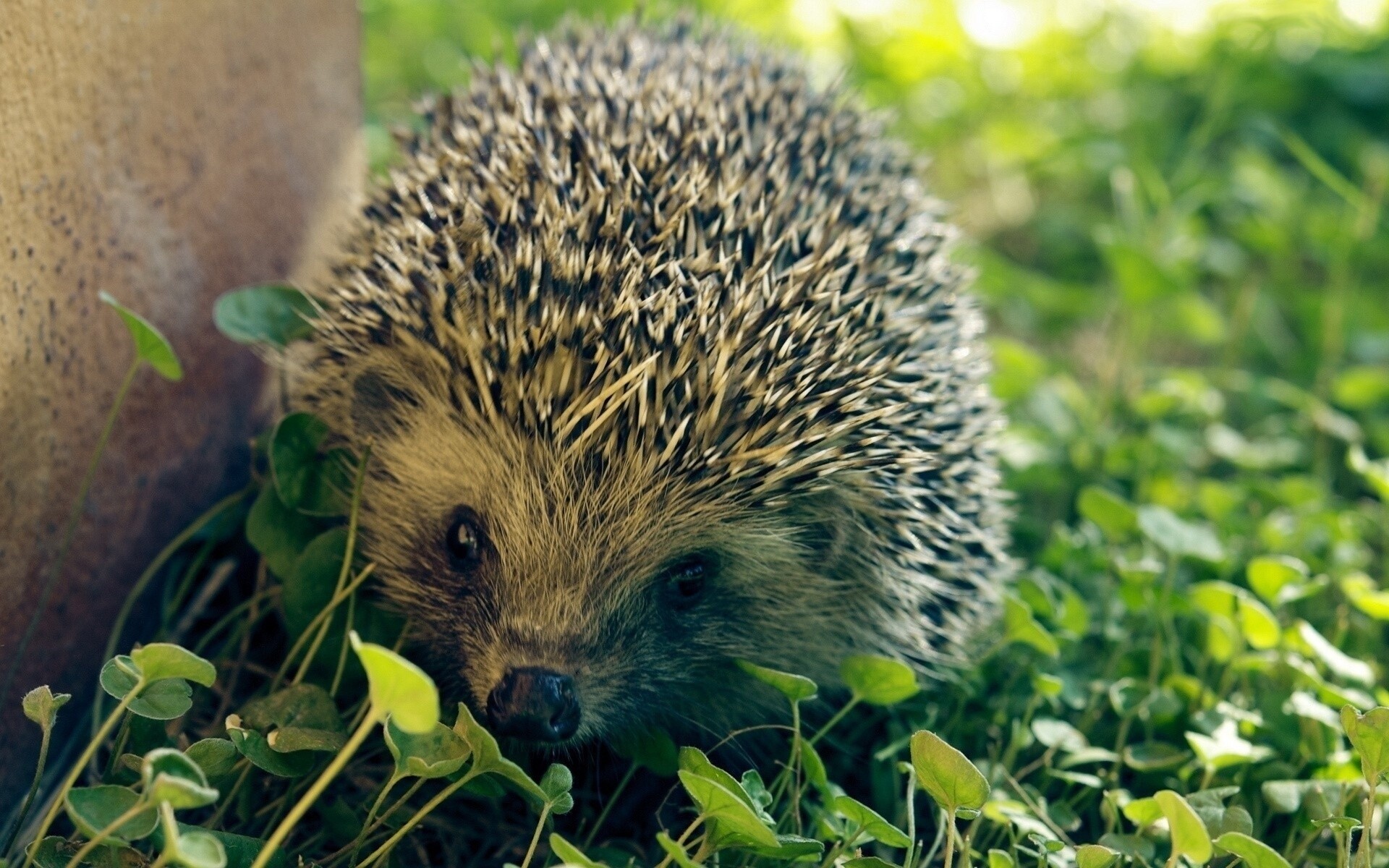 Hedgehog: 15 species of insectivores in the family Erinaceidae. 1920x1200 HD Background.