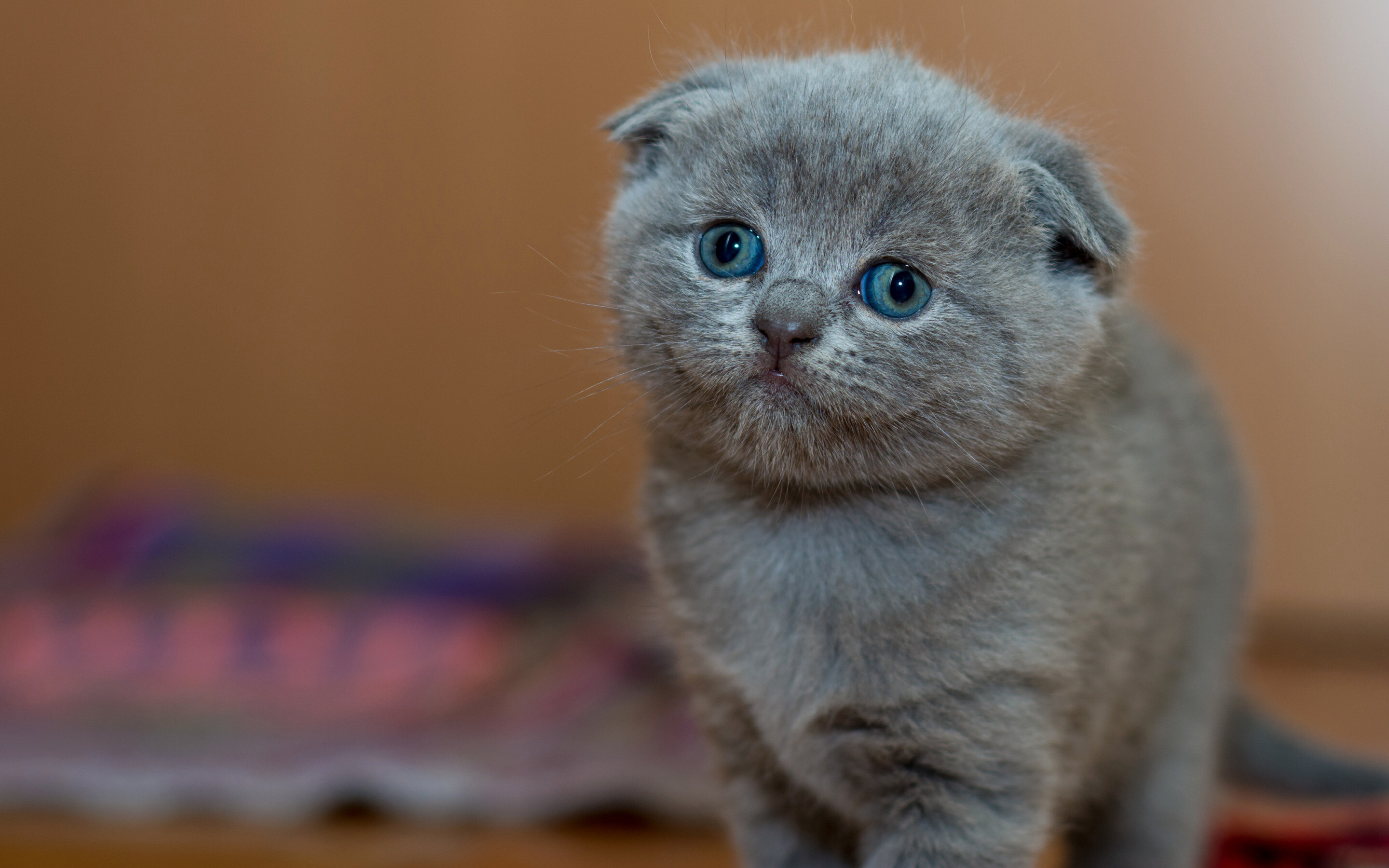 Scottish Fold: The breed's distinctive folded ears are produced by an incompletely dominant gene that affects the cartilage of the ears, causing the ears to fold forward and downward, giving a cap-like appearance to the head, Kitten. 2880x1800 HD Wallpaper.