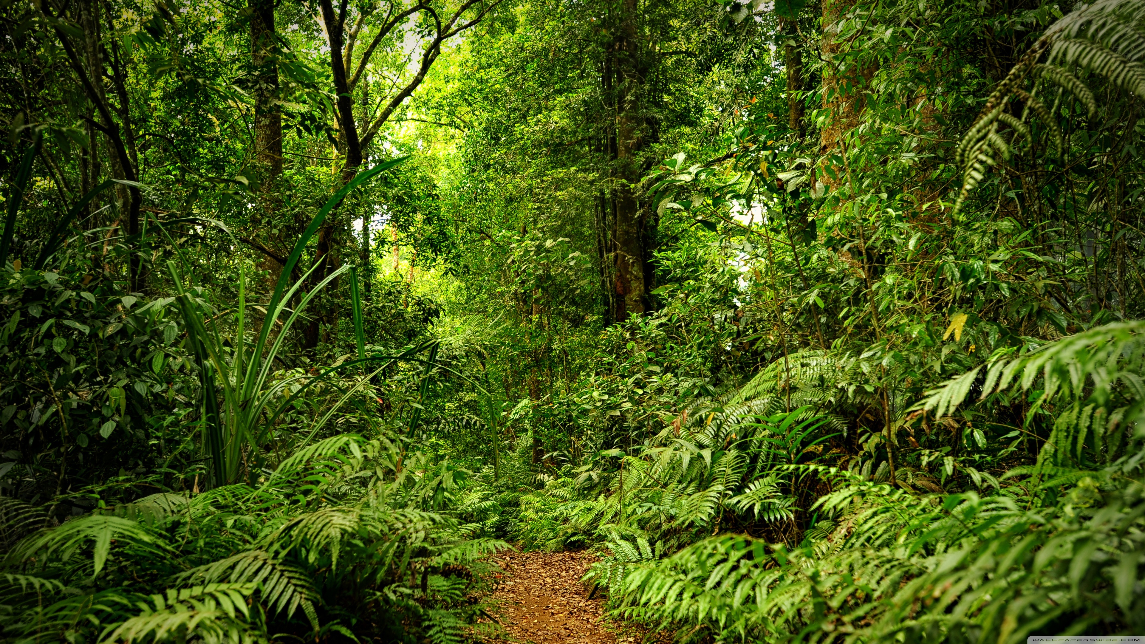 Misty rainforest landscapes, Verdant canopy, Rich biodiversity, Serene atmosphere, 3840x2160 4K Desktop