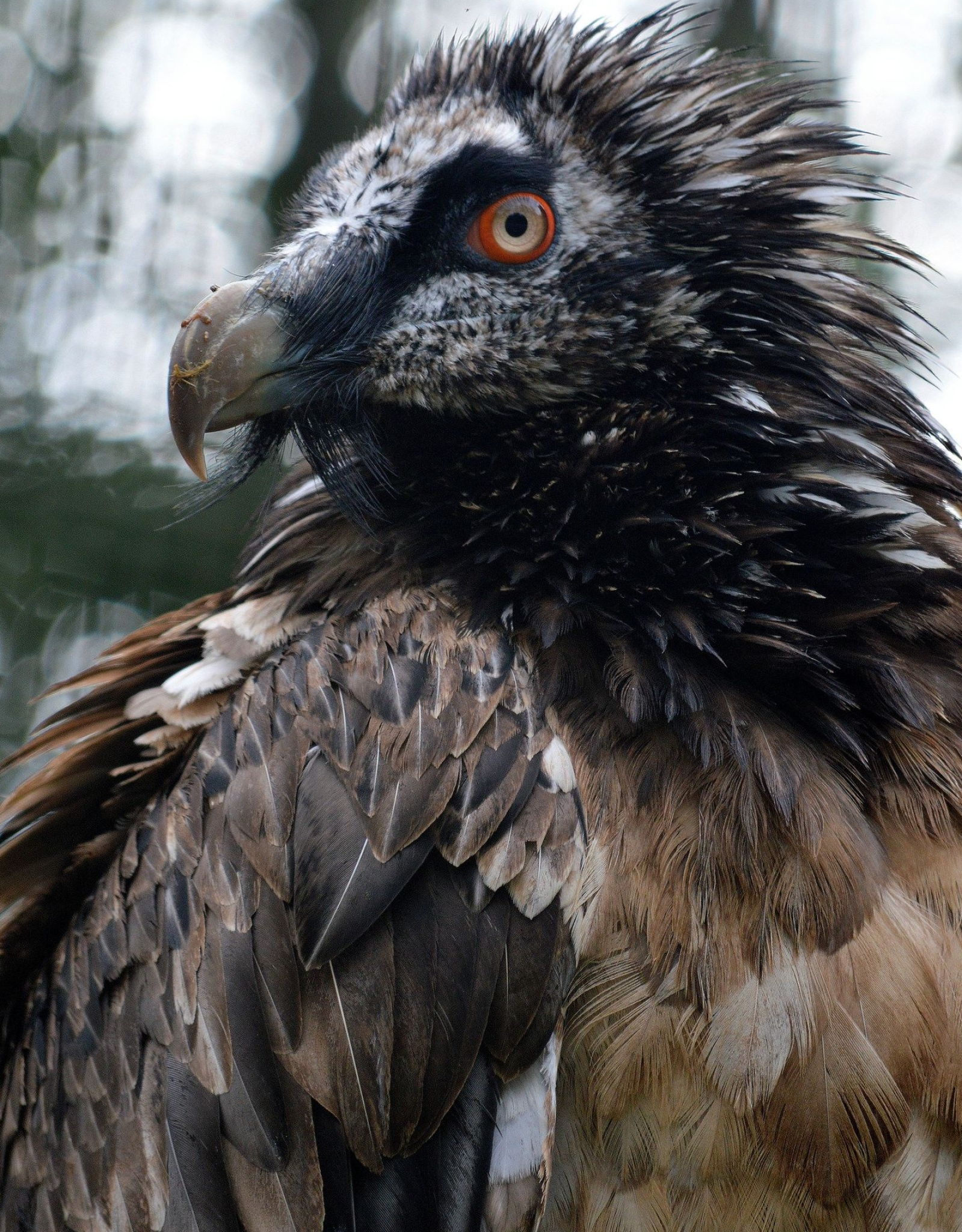 Bearded Vulture, OC reaper, Bird, Pin, 1600x2050 HD Handy