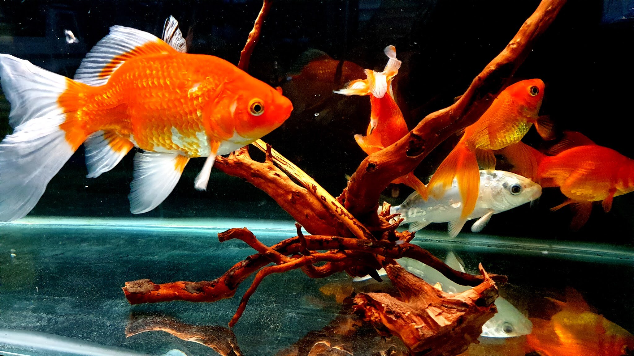 Gold Fish: A heavily stocked aquarium, Driftwood, A popular wood decoration for freshwater aquariums. 2050x1160 HD Wallpaper.