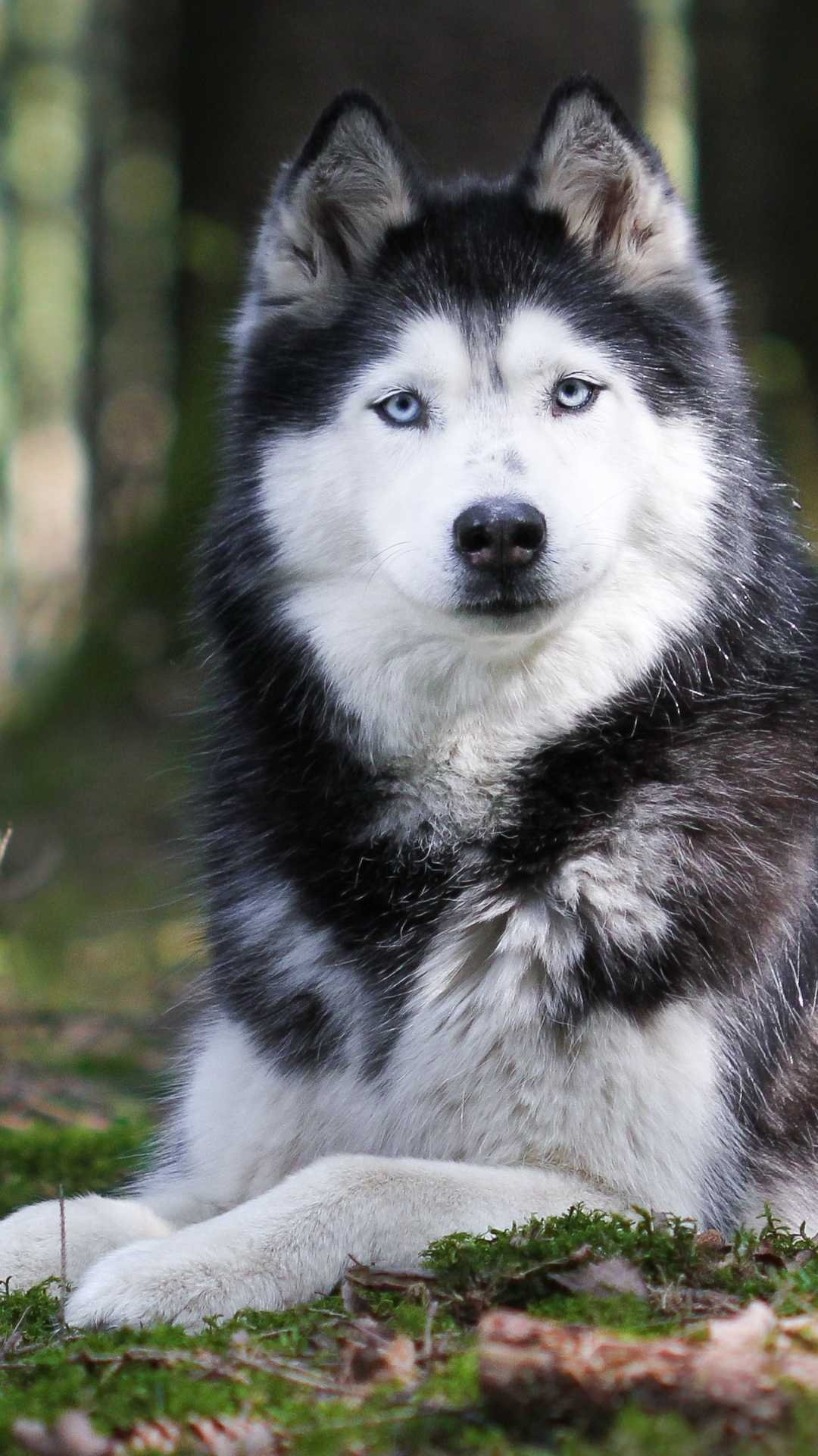 Majestic alusky, Siberian husky, Sleek fur, Alaskan malamute, 1080x1920 Full HD Phone