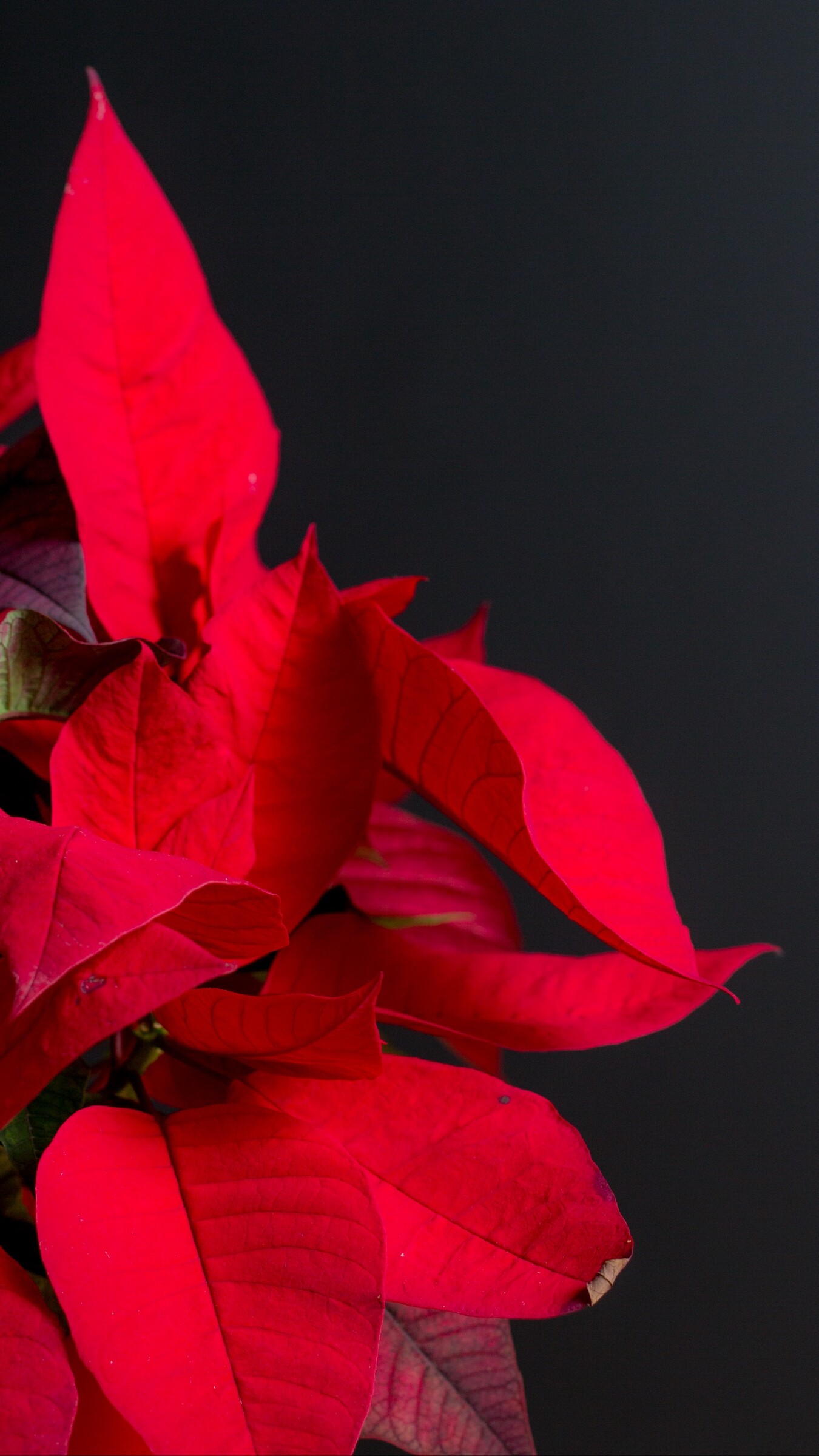 Poinsettia: Poinsettias grow well in moist soil and temperatures between 65 and 70 degrees F. 1350x2400 HD Wallpaper.