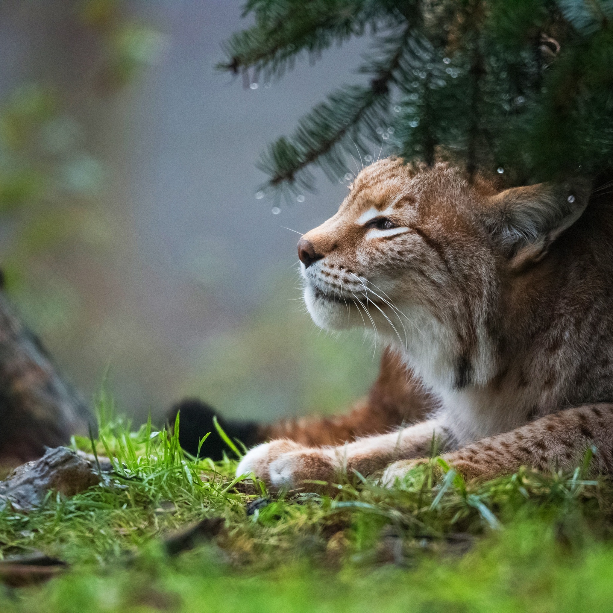 Eurasian lynx, Silent predator, Camouflaged hideout, Nature's camouflage, 2050x2050 HD Handy