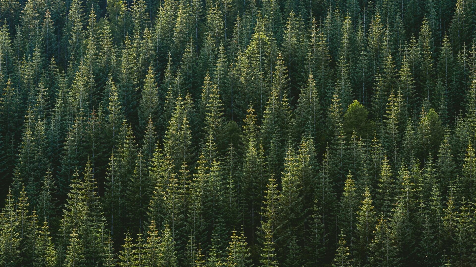 Spruce-fir forest, Baum Wallpaper, 1920x1080 Full HD Desktop