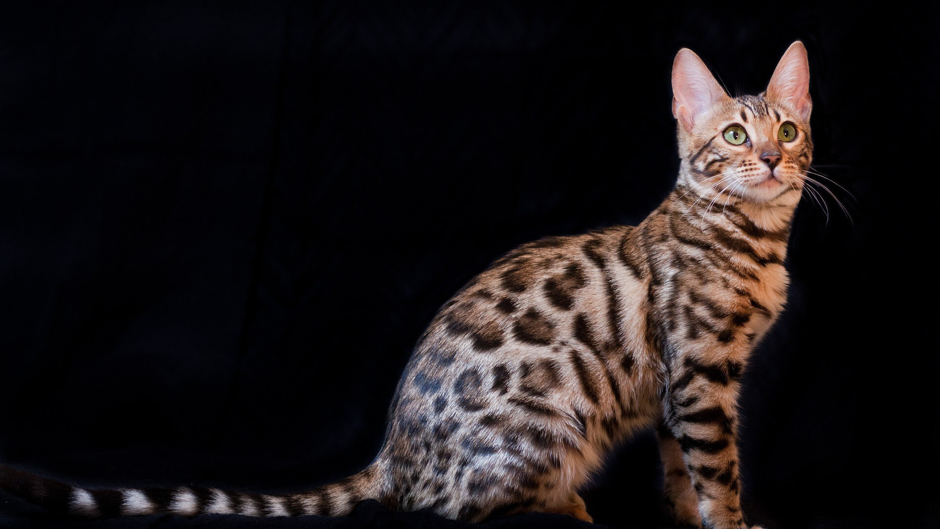 Bengal Cat: Bengals do great with children, other cats, and with family dogs. 1920x1080 Full HD Background.