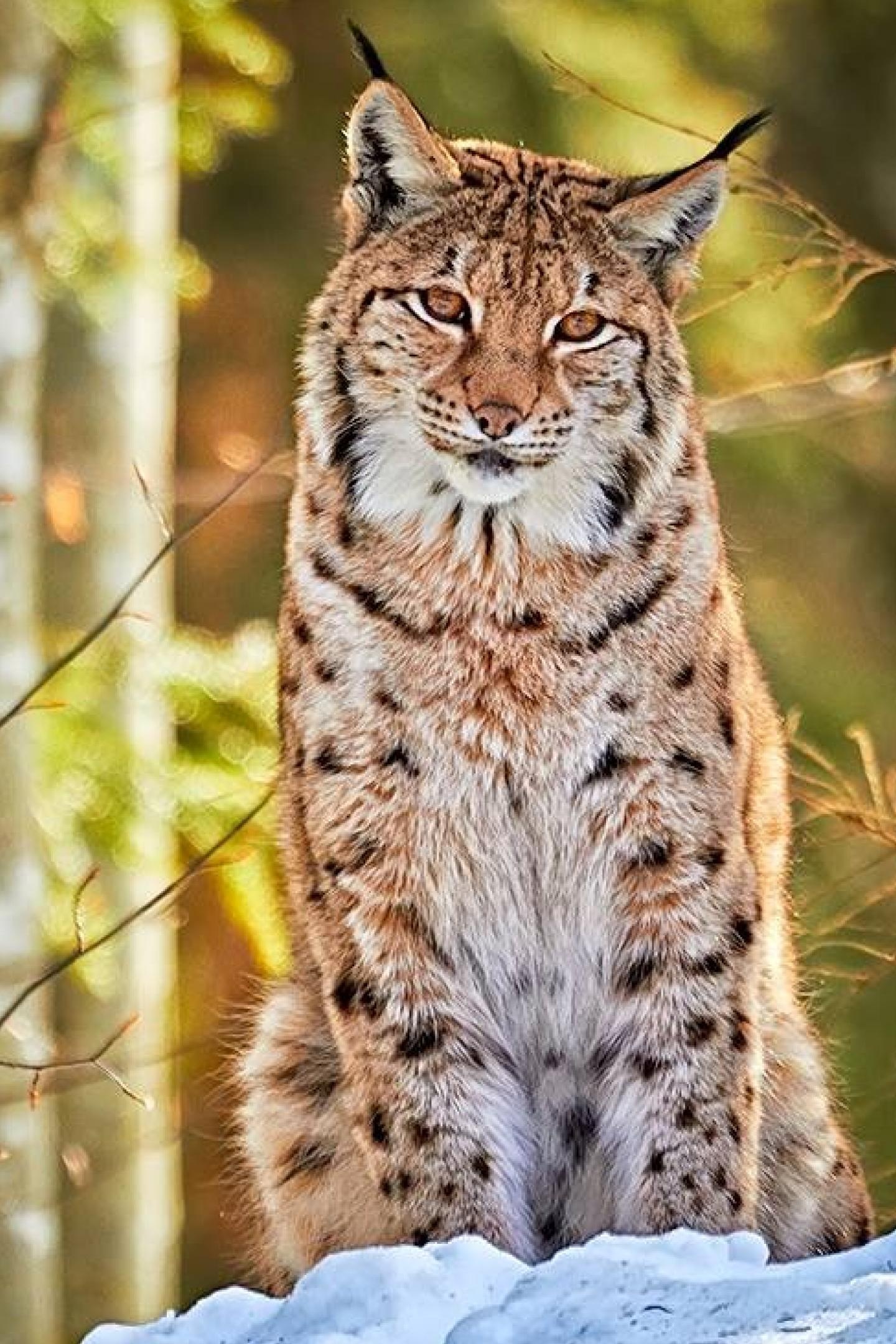 Red Lynx, Bobcat wallpapers, Animals, 1440x2160 HD Phone