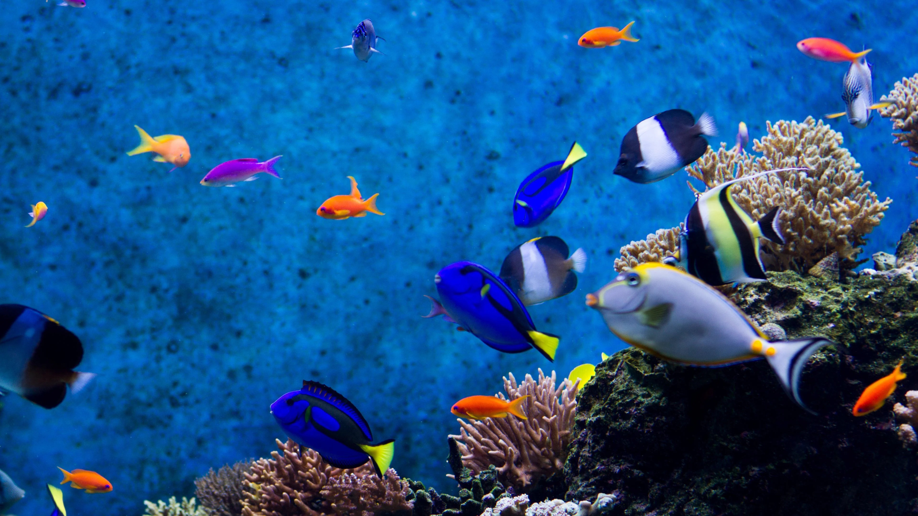 Ultra HD aquarium wallpapers, Crystal-clear visuals, Serene underwater landscapes, Home to beautiful fish, 3840x2160 4K Desktop