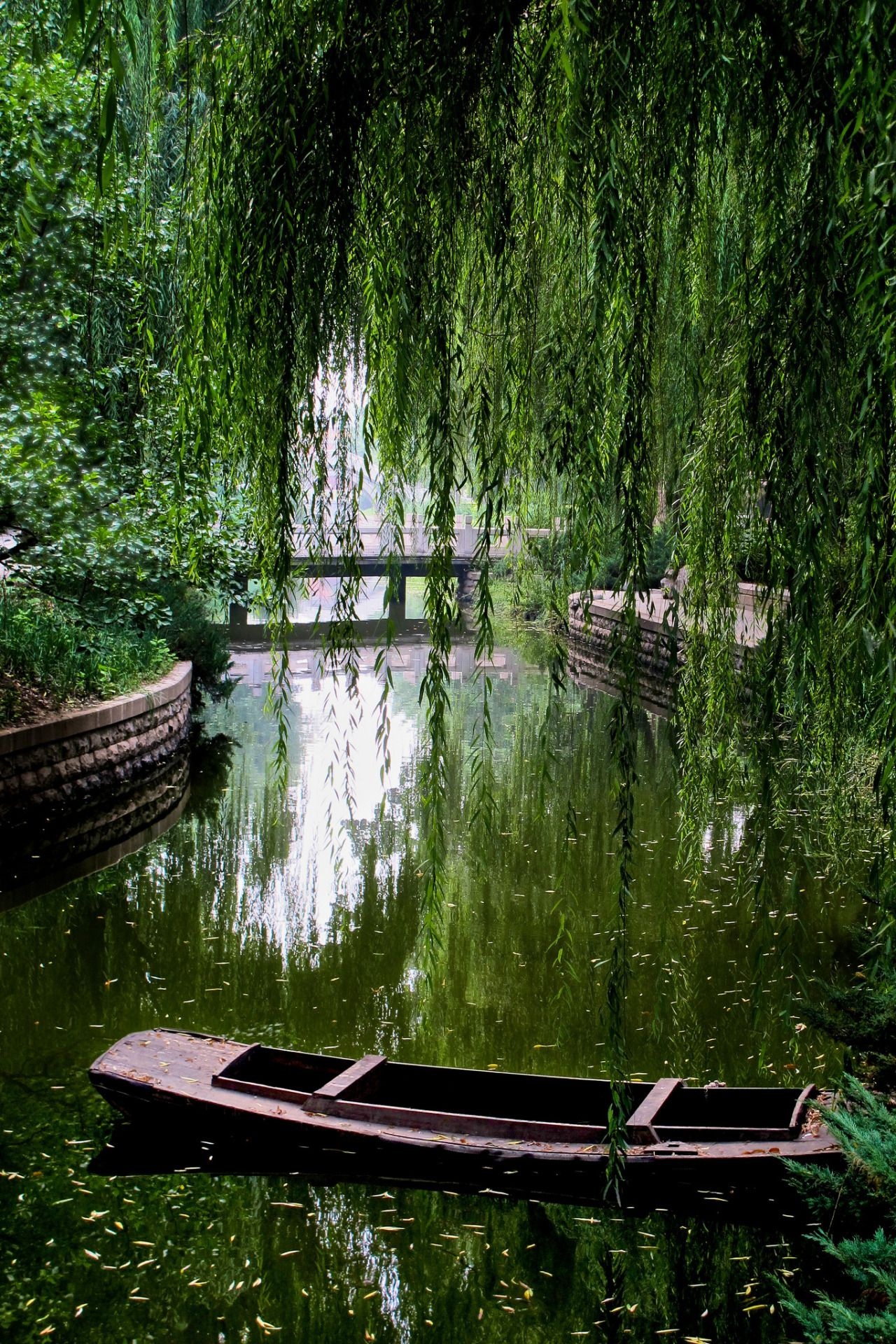 Willow Tree, Notes of Gaia, Nature's beauty, Aesthetic bliss, 1280x1920 HD Handy