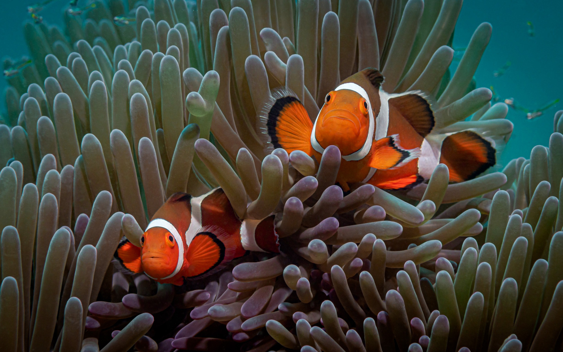 Clown Fish: A pair of anemonefish in their anemone home, Underwater. 1920x1200 HD Wallpaper.